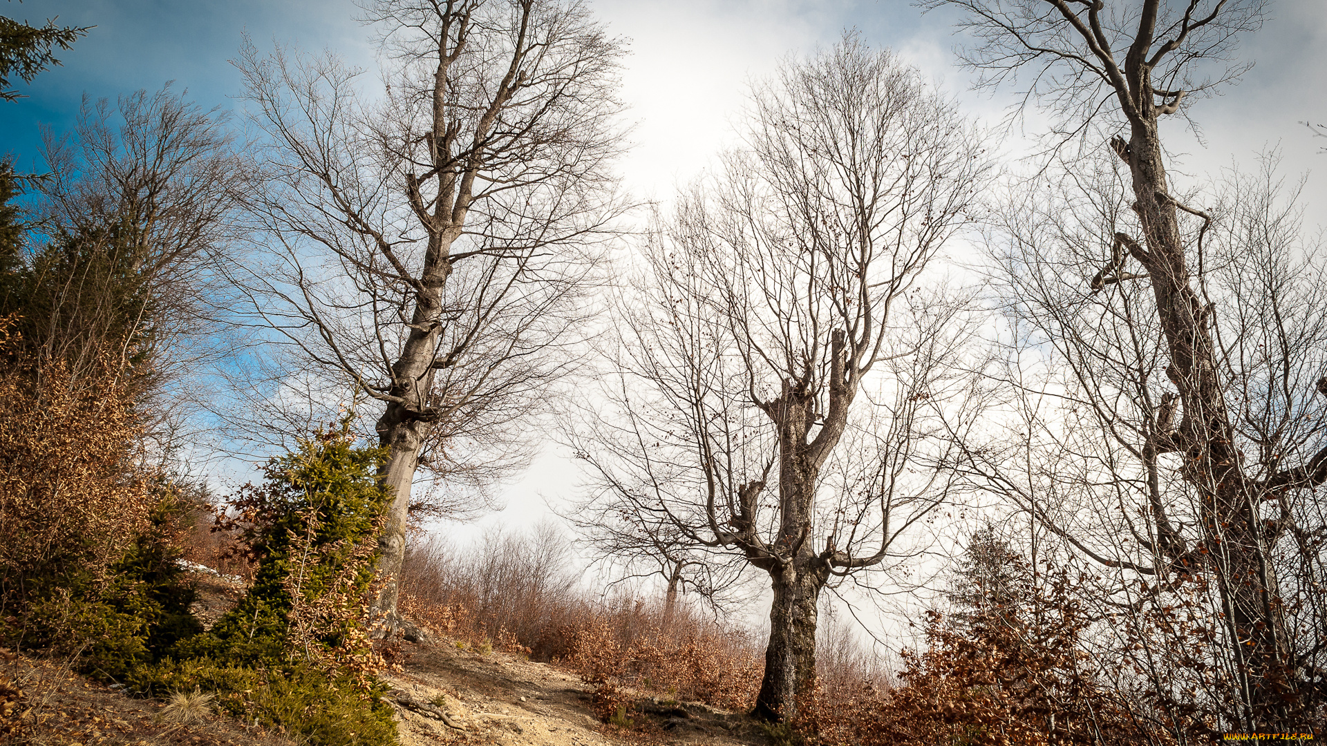 природа, деревья, кустарник, поляна