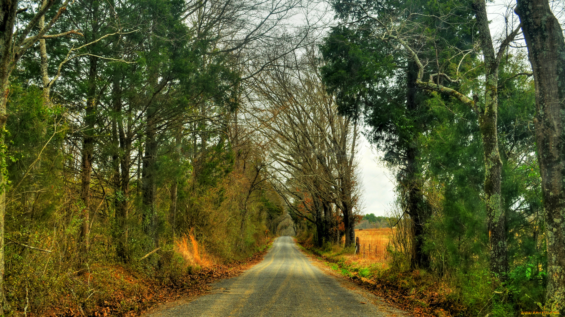 природа, дороги, дорога, лес