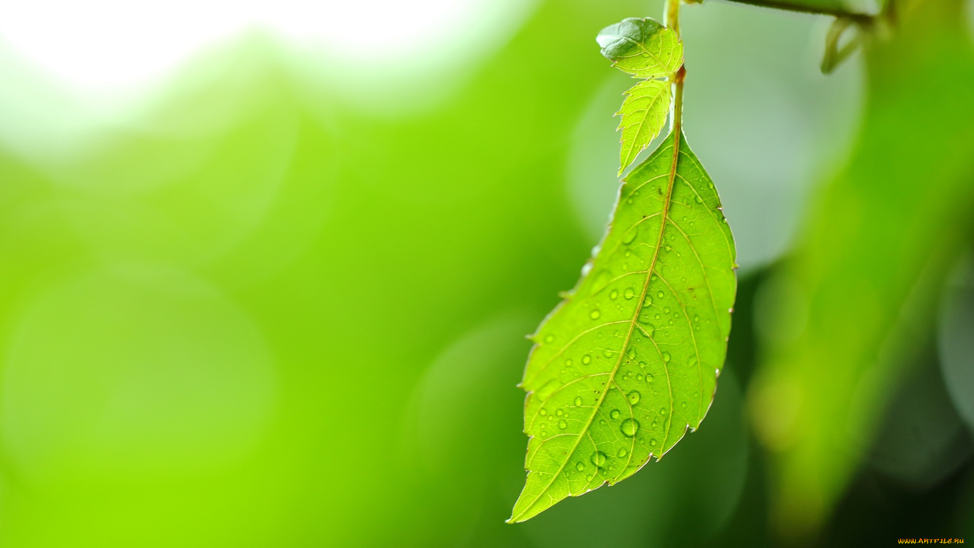 природа, листья, лист, зеленый, макро