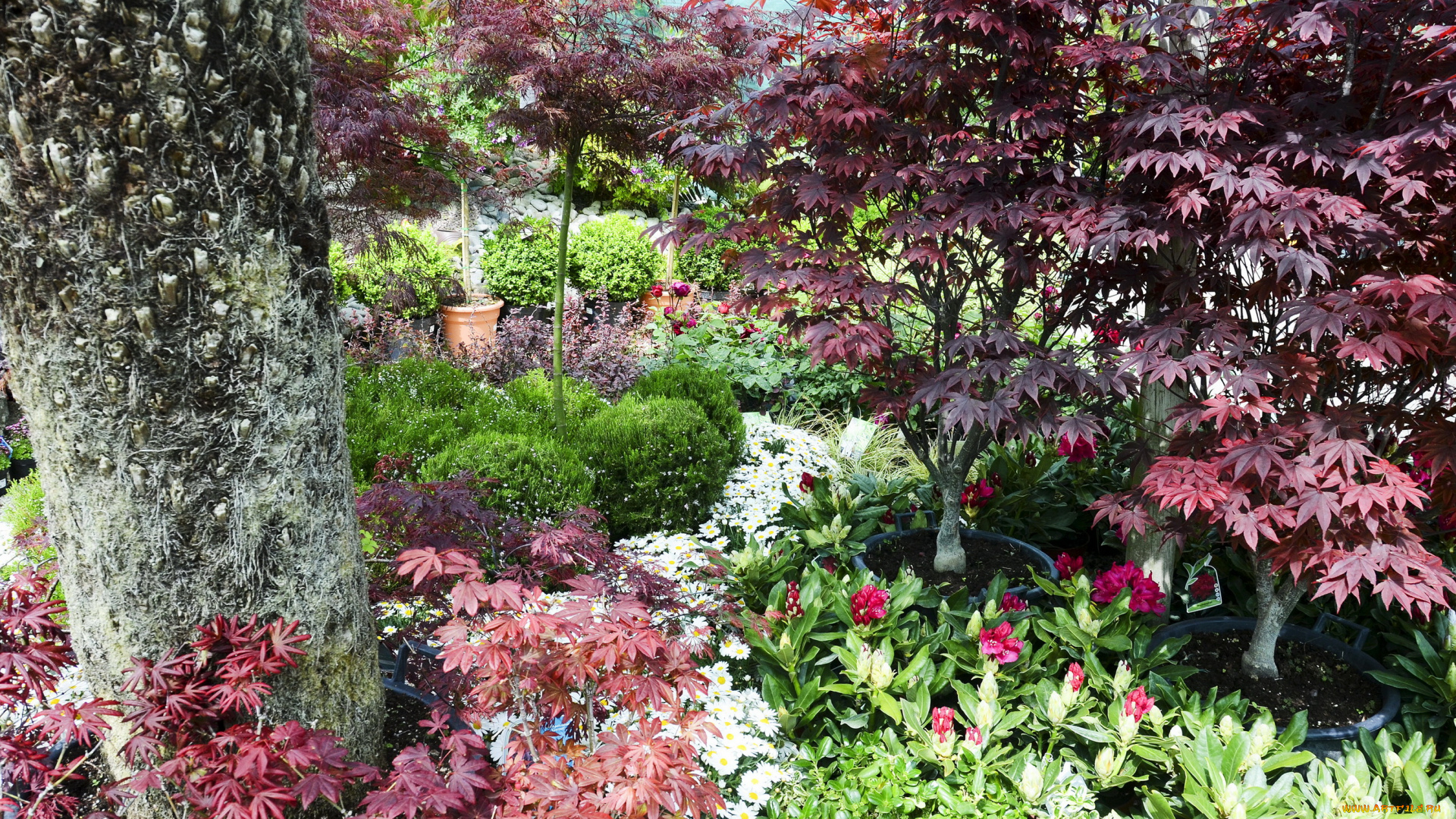 природа, парк, деревья, кусты, сад