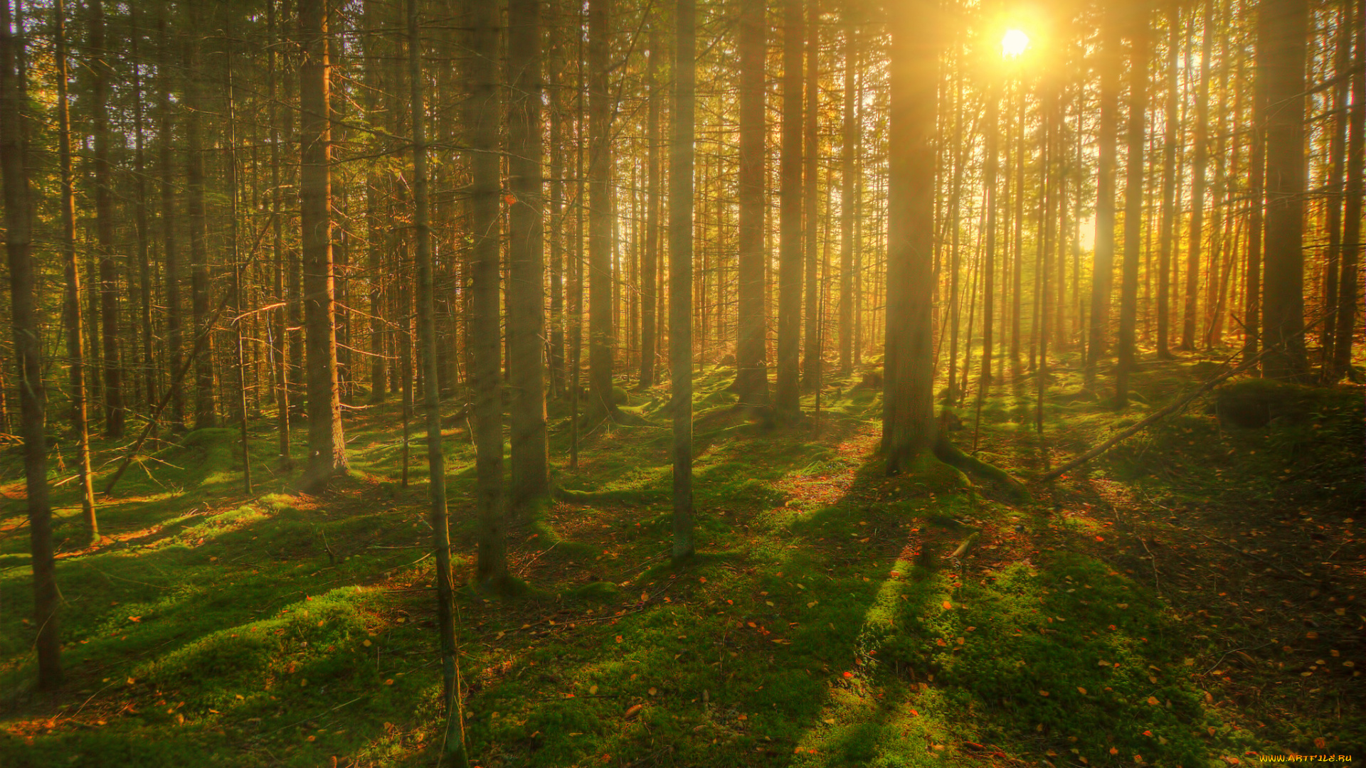 природа, восходы, закаты, деревья, солнце, лучи, лето