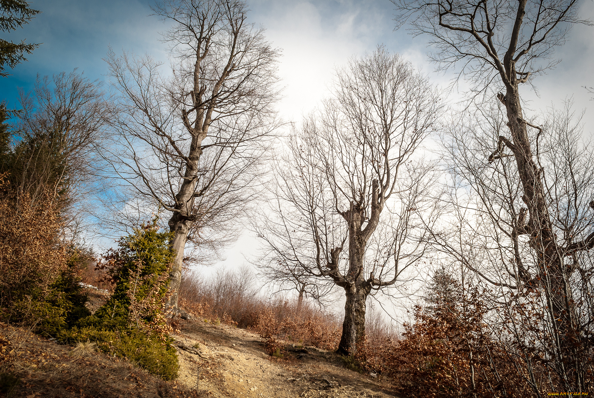 природа, деревья, кустарник, поляна