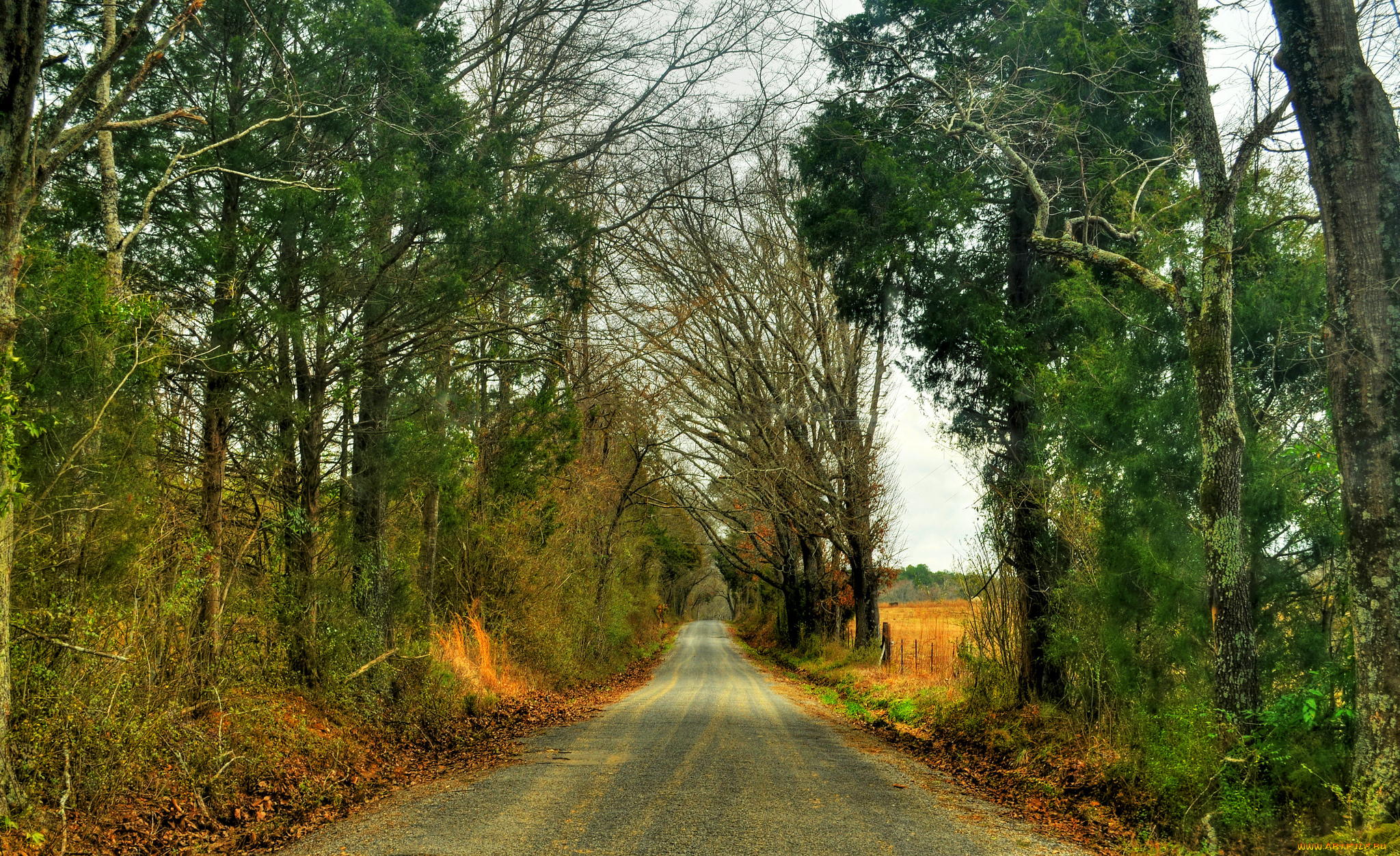 природа, дороги, дорога, лес