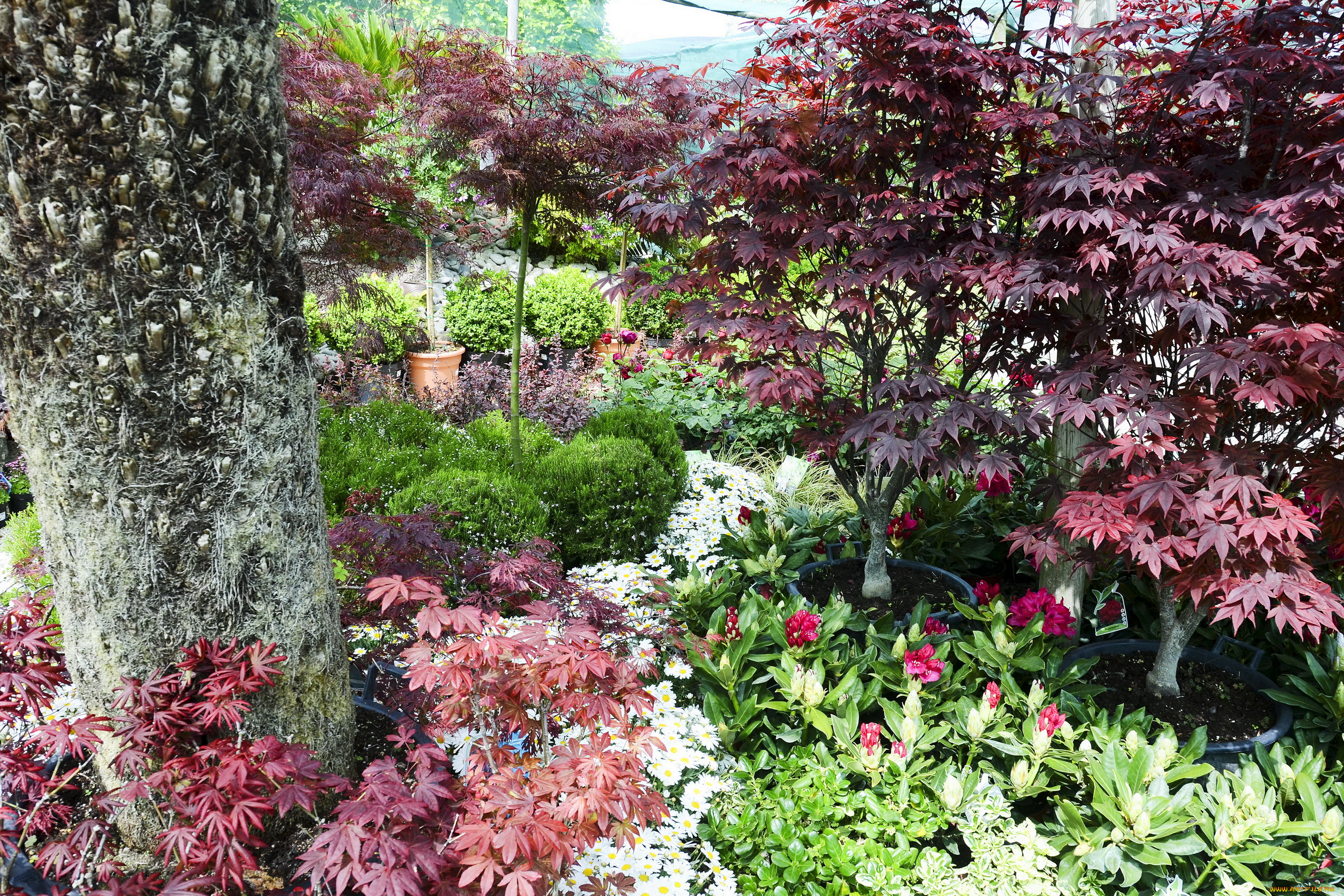 природа, парк, деревья, кусты, сад