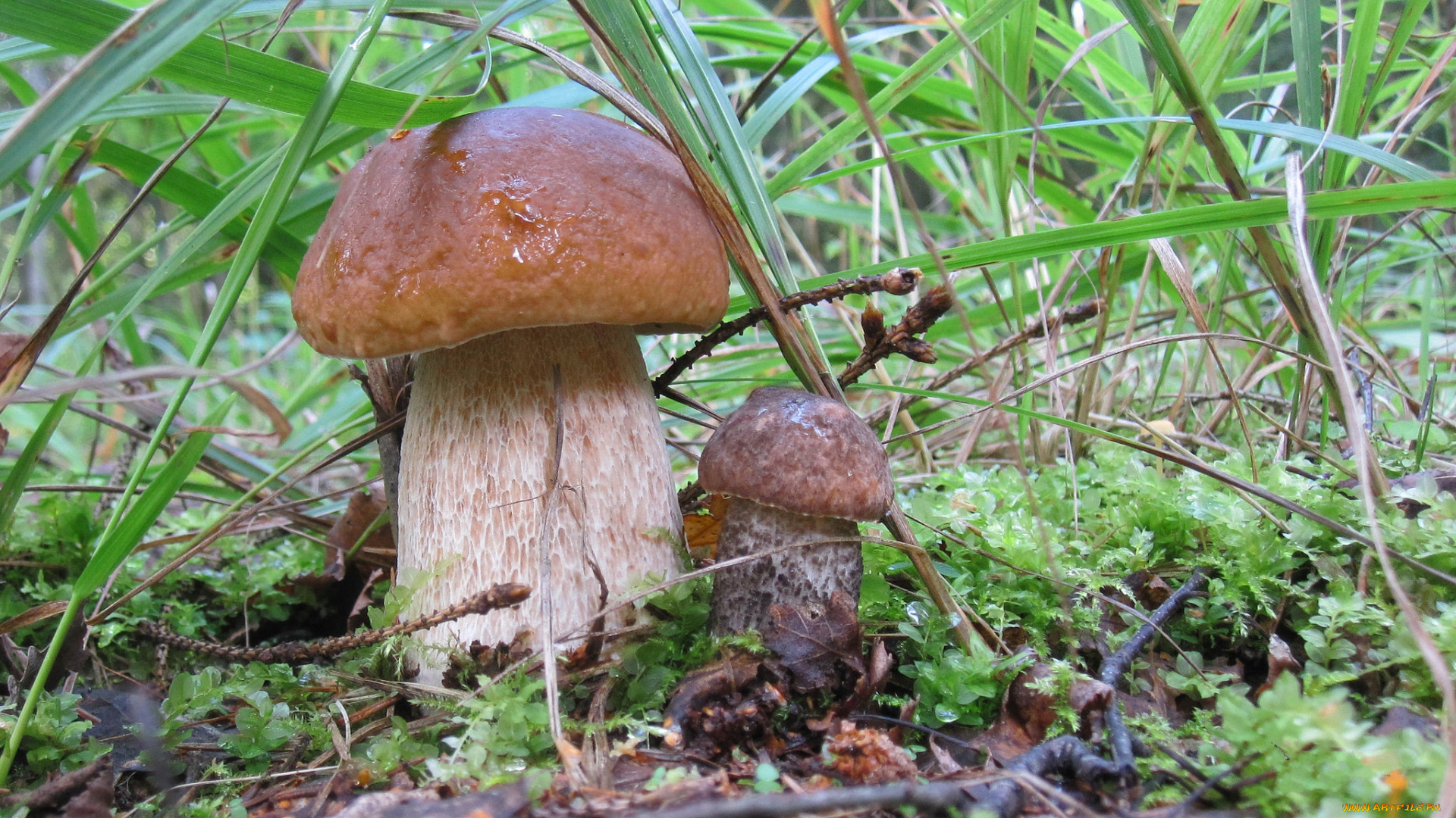 природа, грибы, боровик