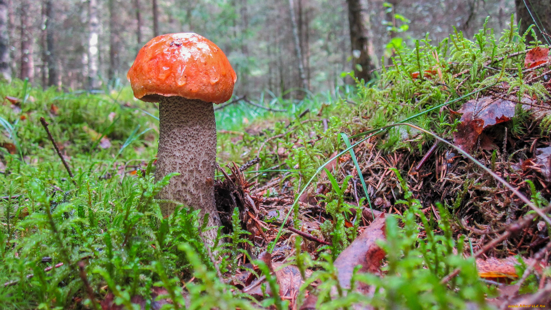 природа, грибы, подосиновик