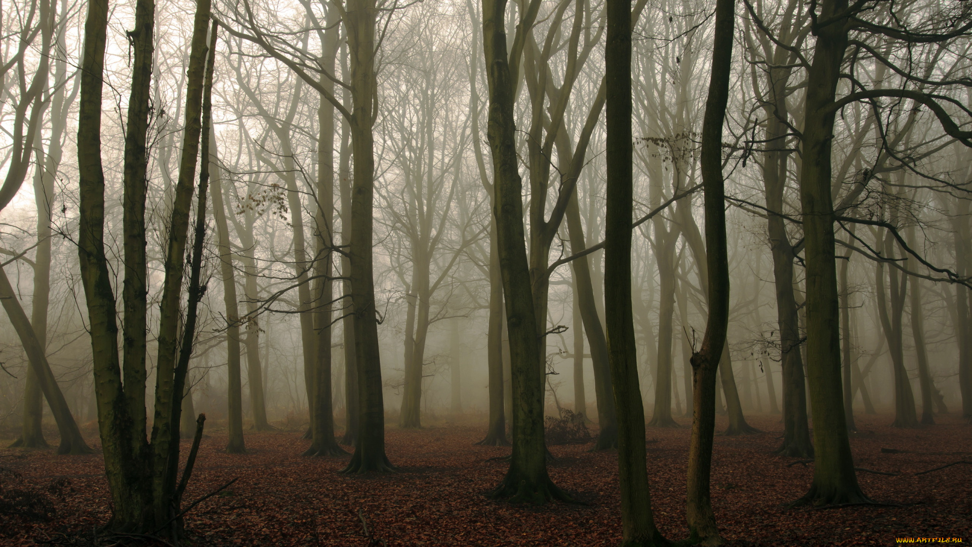 природа, лес, осень, деревья, туман