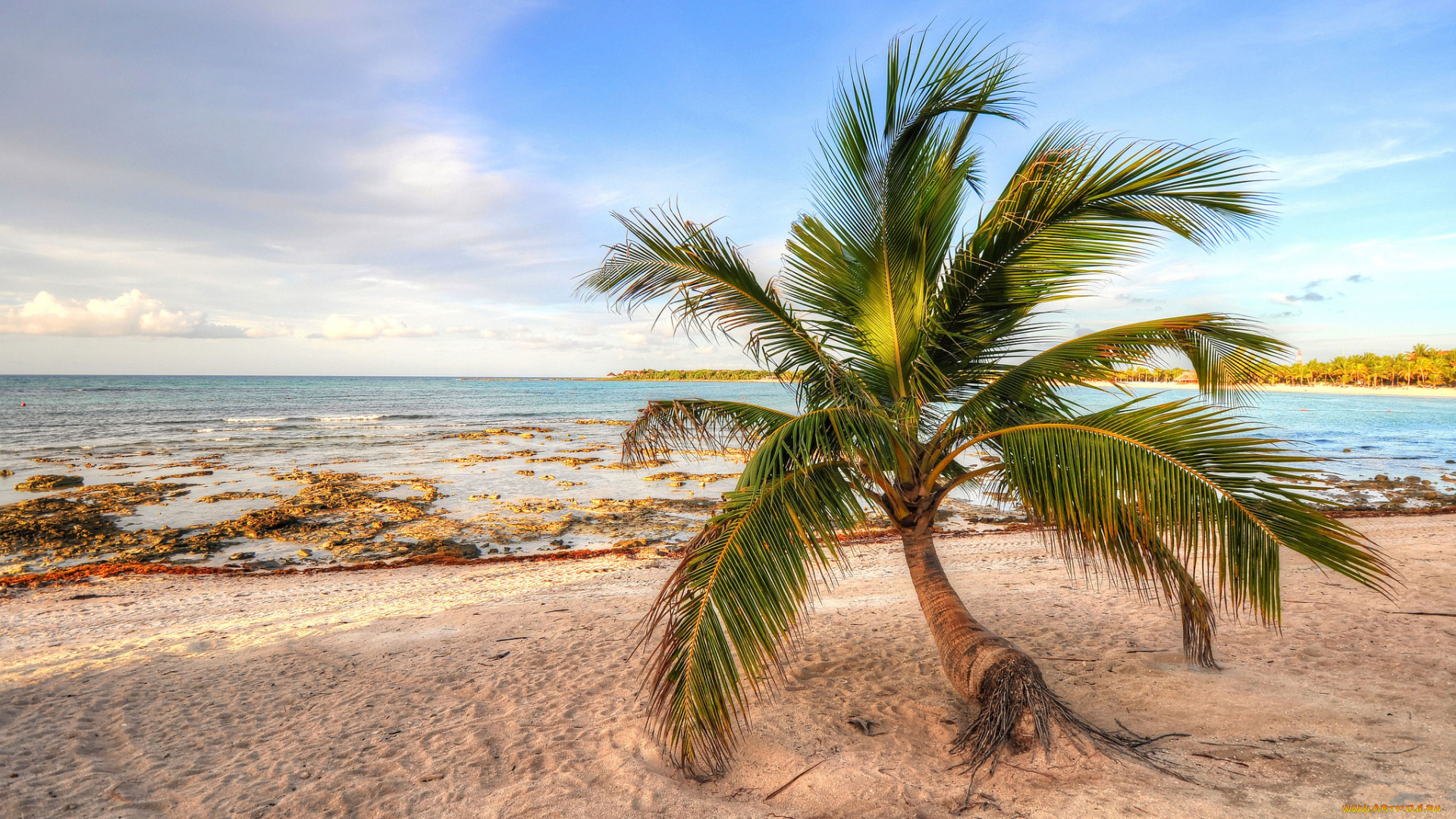 природа, тропики, пальма, песок, берег, море, небо