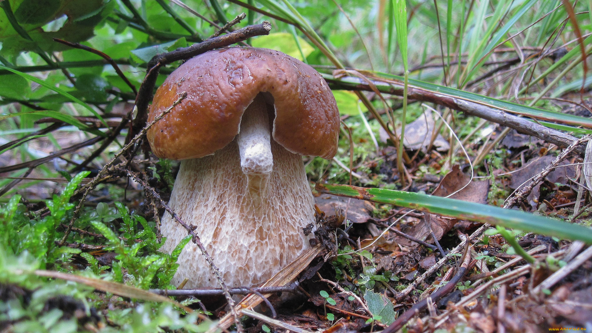 природа, грибы, боровик