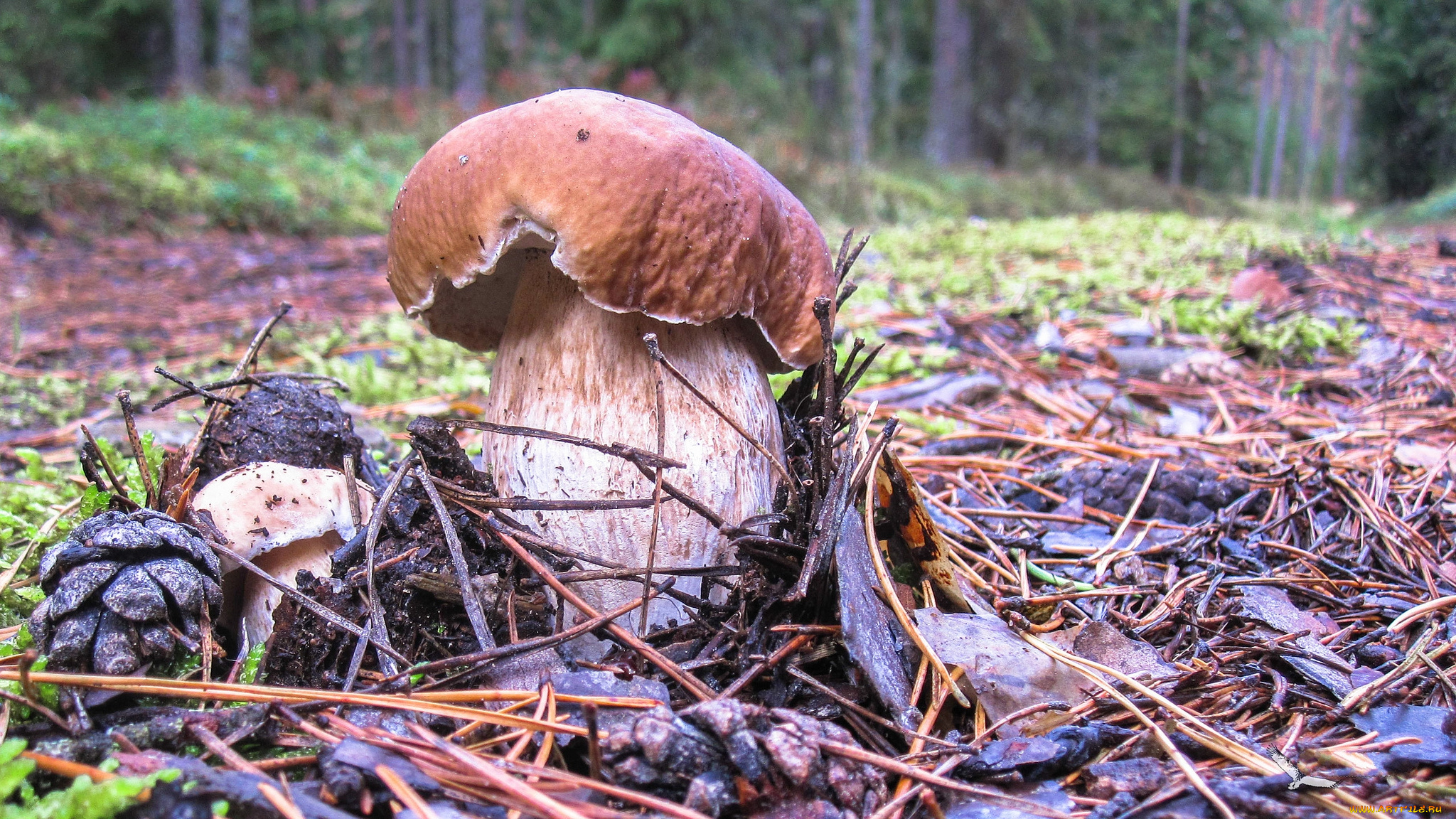 природа, грибы, боровик