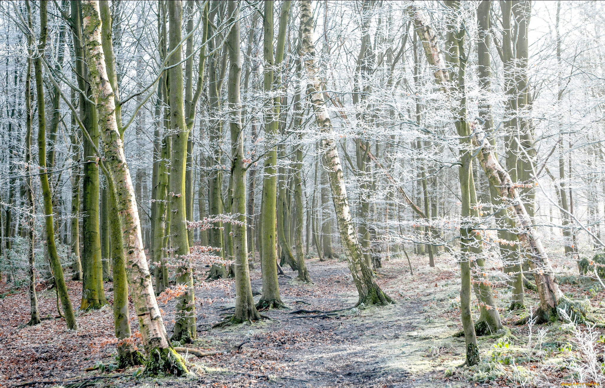 природа, лес, иней, осень, деревья