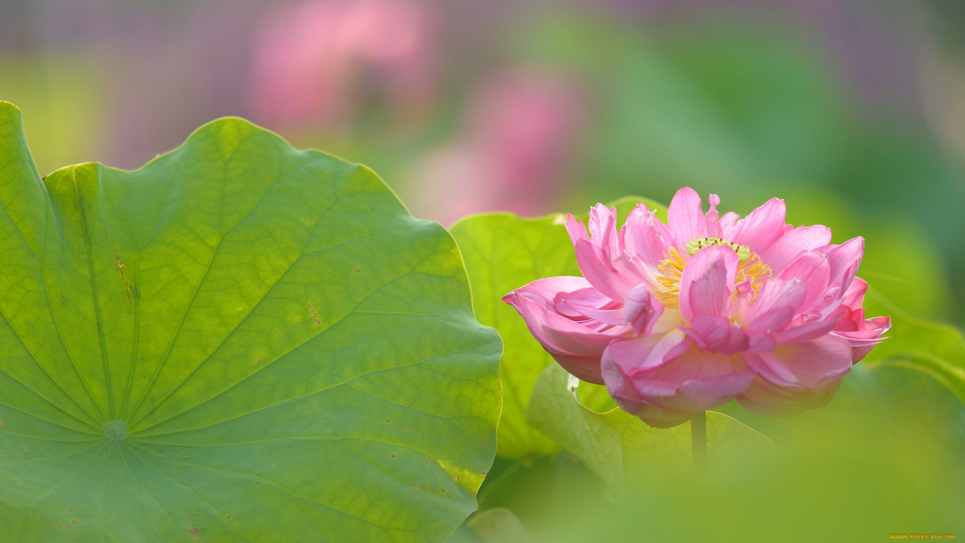 цветы, лотосы, лотос