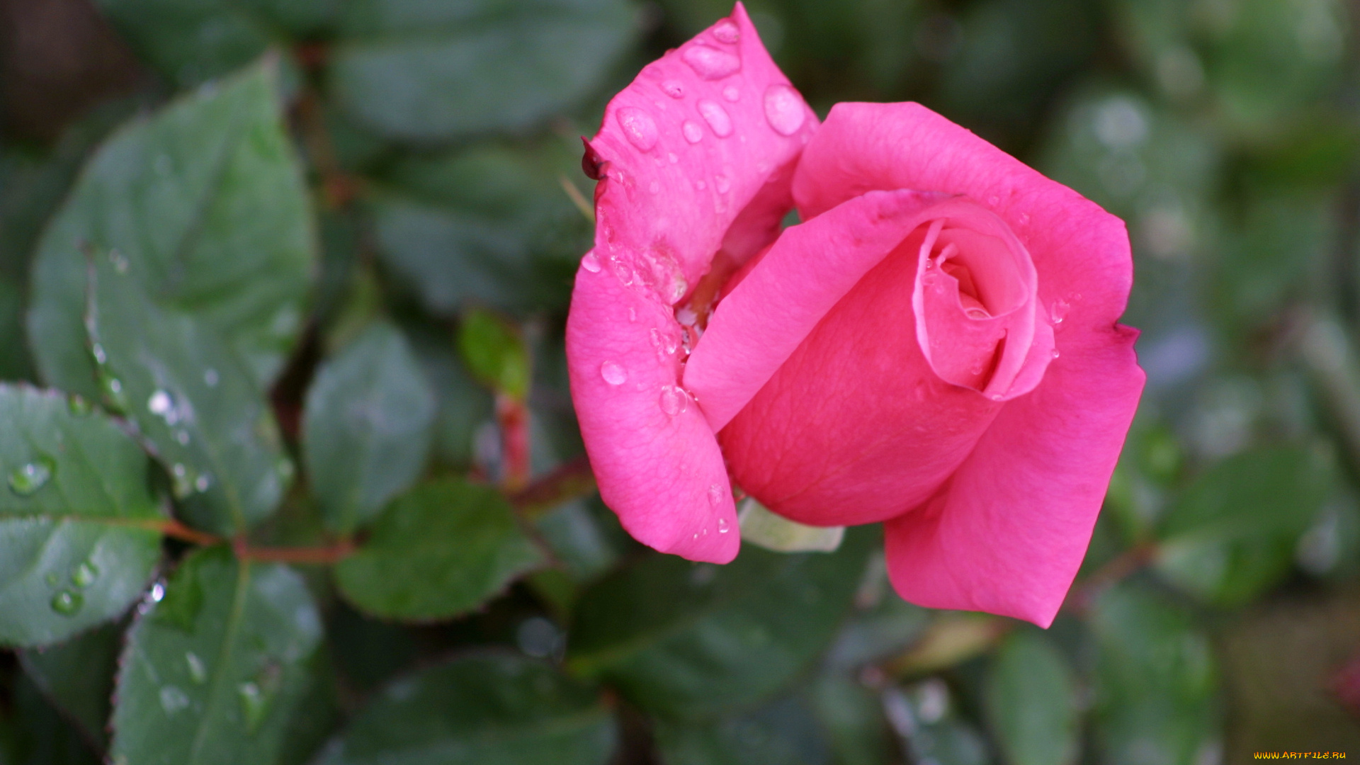 цветы, розы, капли, бутон