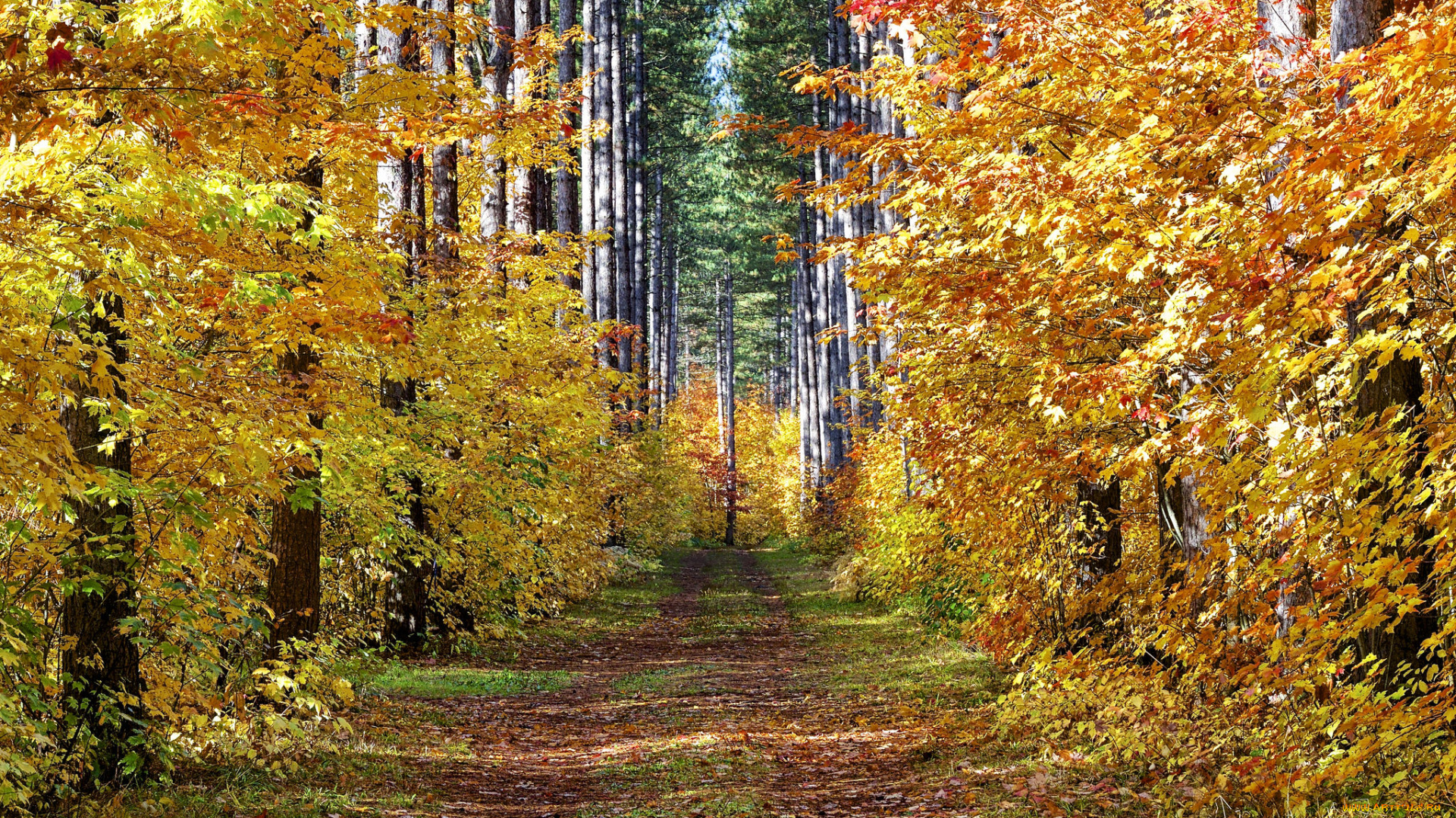 природа, дороги, лес, осень