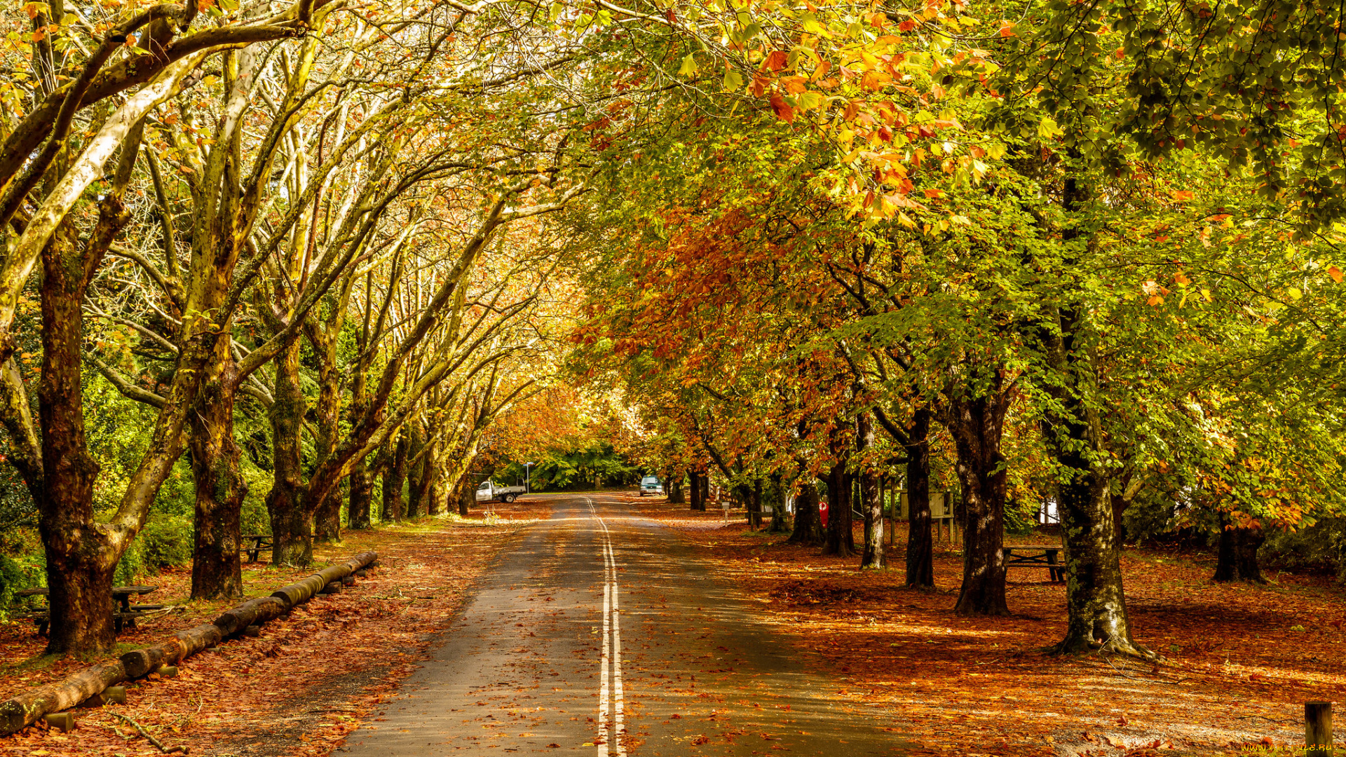 природа, дороги, лес, шоссе, осень