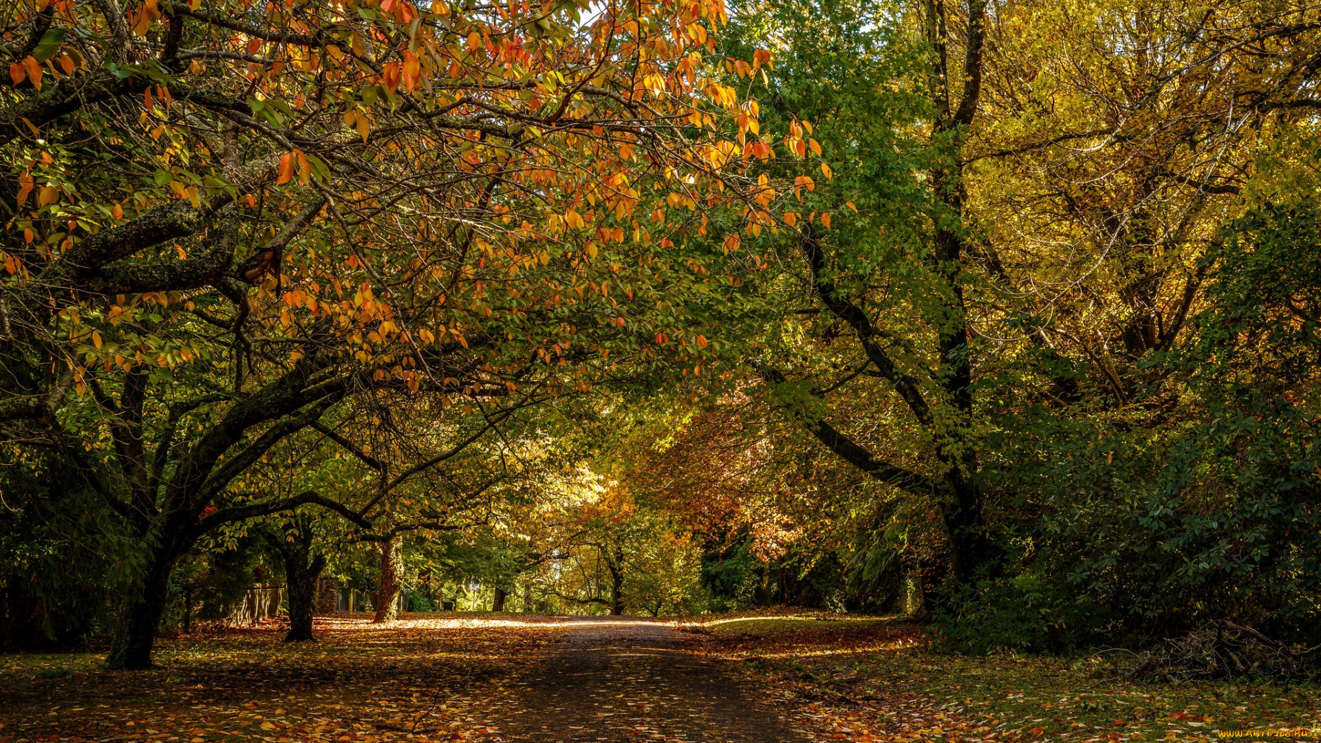 природа, дороги, осень, шоссе, лес