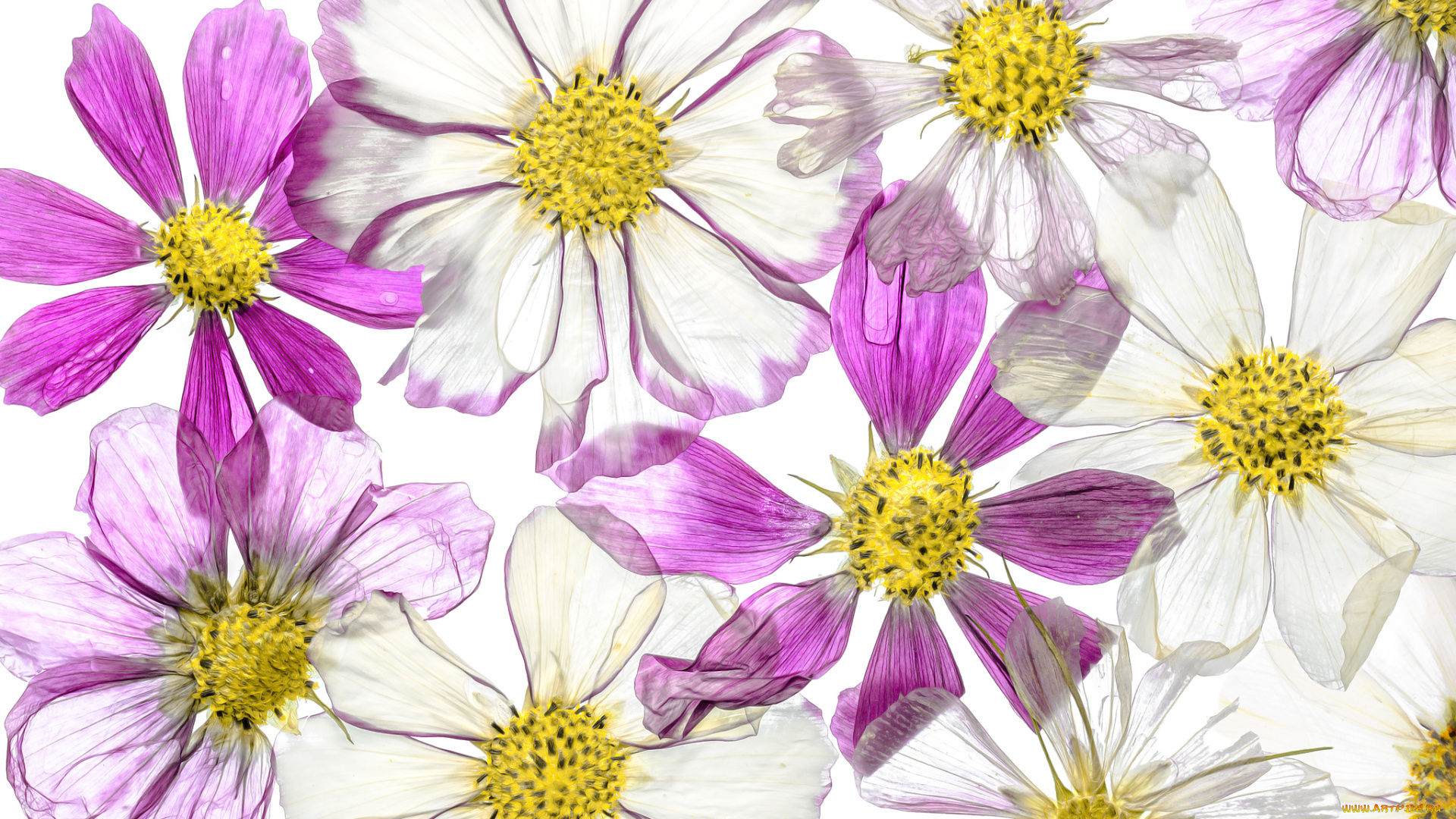 разное, компьютерный, дизайн, цветы, краски, космея, лепестки