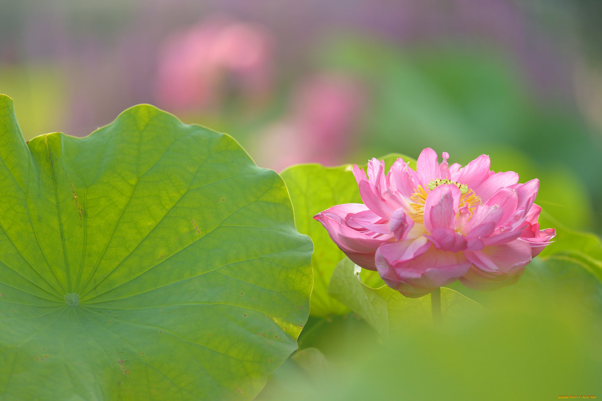 цветы, лотосы, лотос