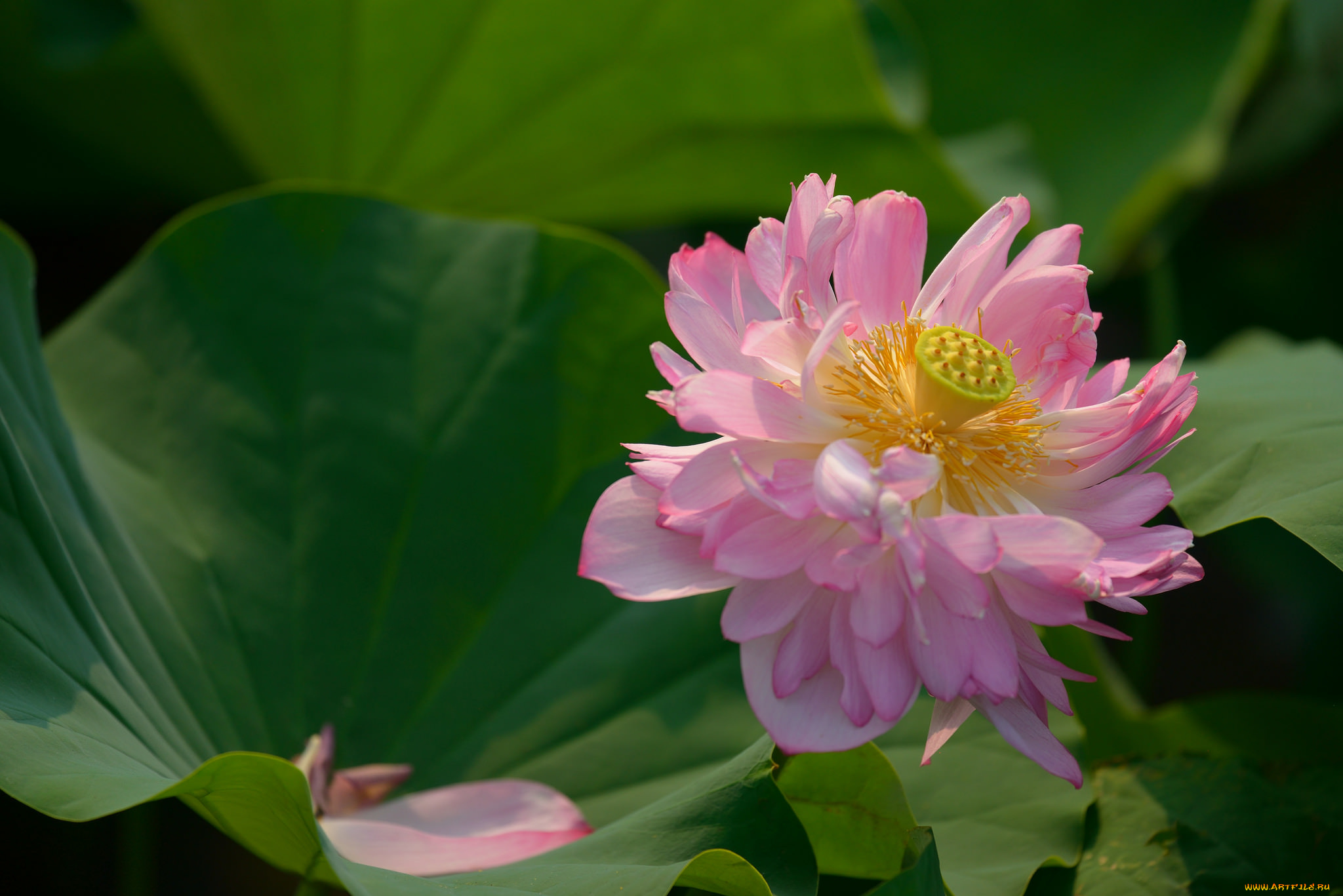 цветы, лотосы, лотос
