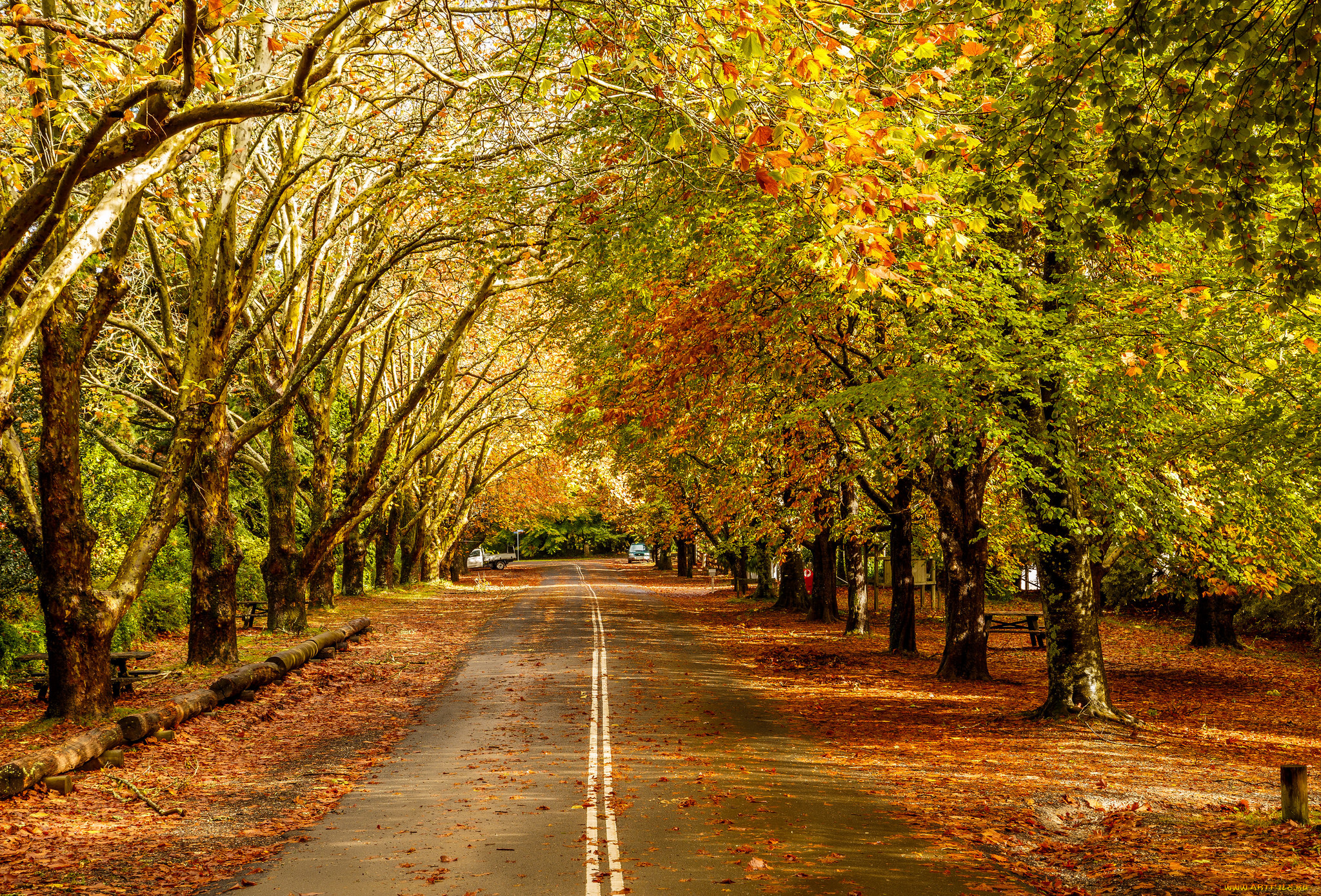 природа, дороги, лес, шоссе, осень