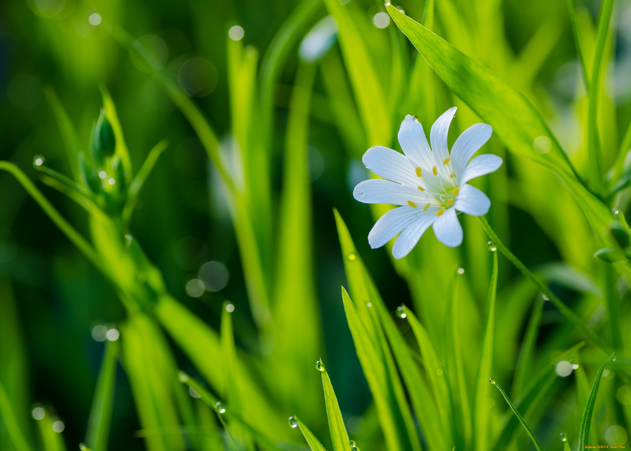 цветы, луговые, , полевые, , цветы, капли, трава, макро, цветок