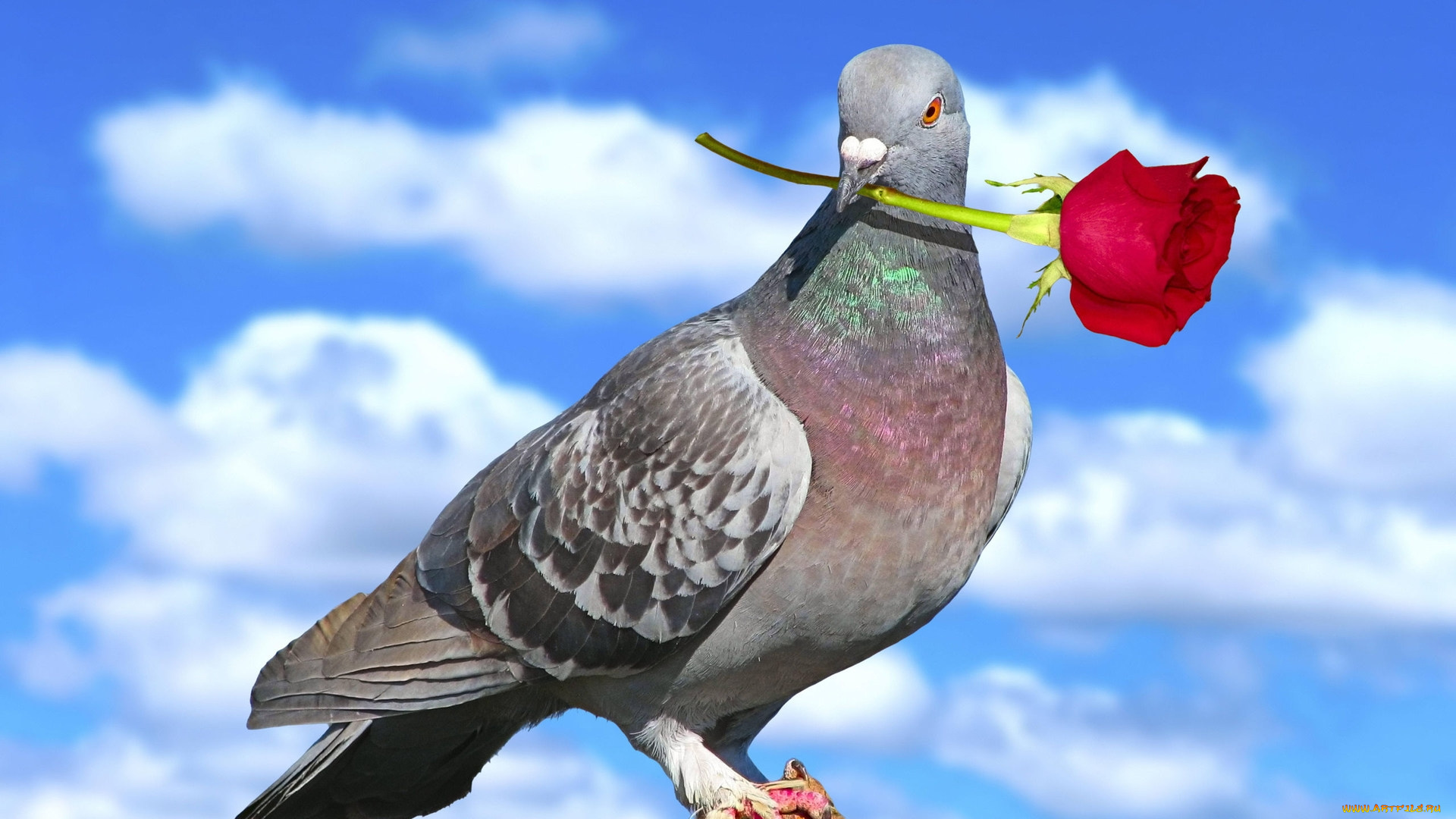 животные, голуби, роза, голубь