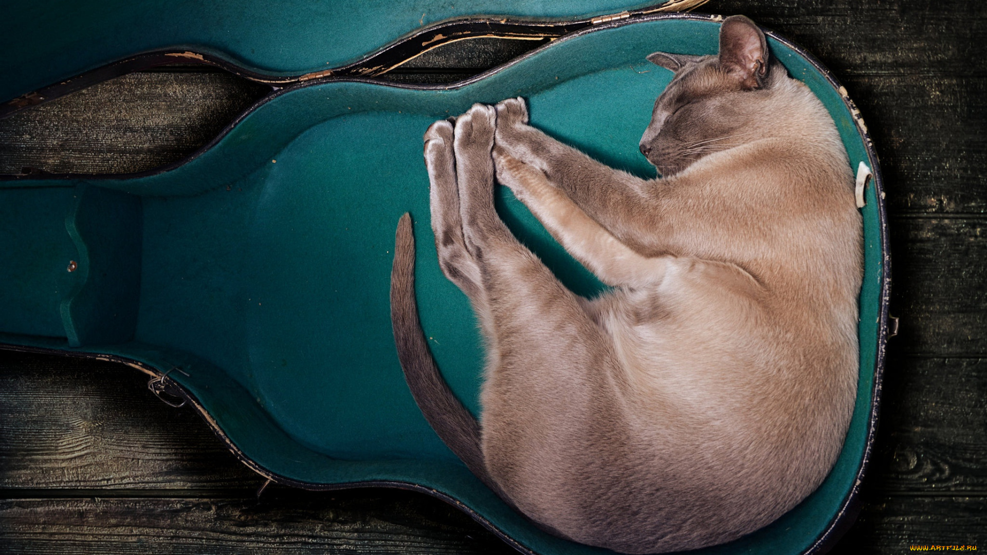 животные, коты, кот