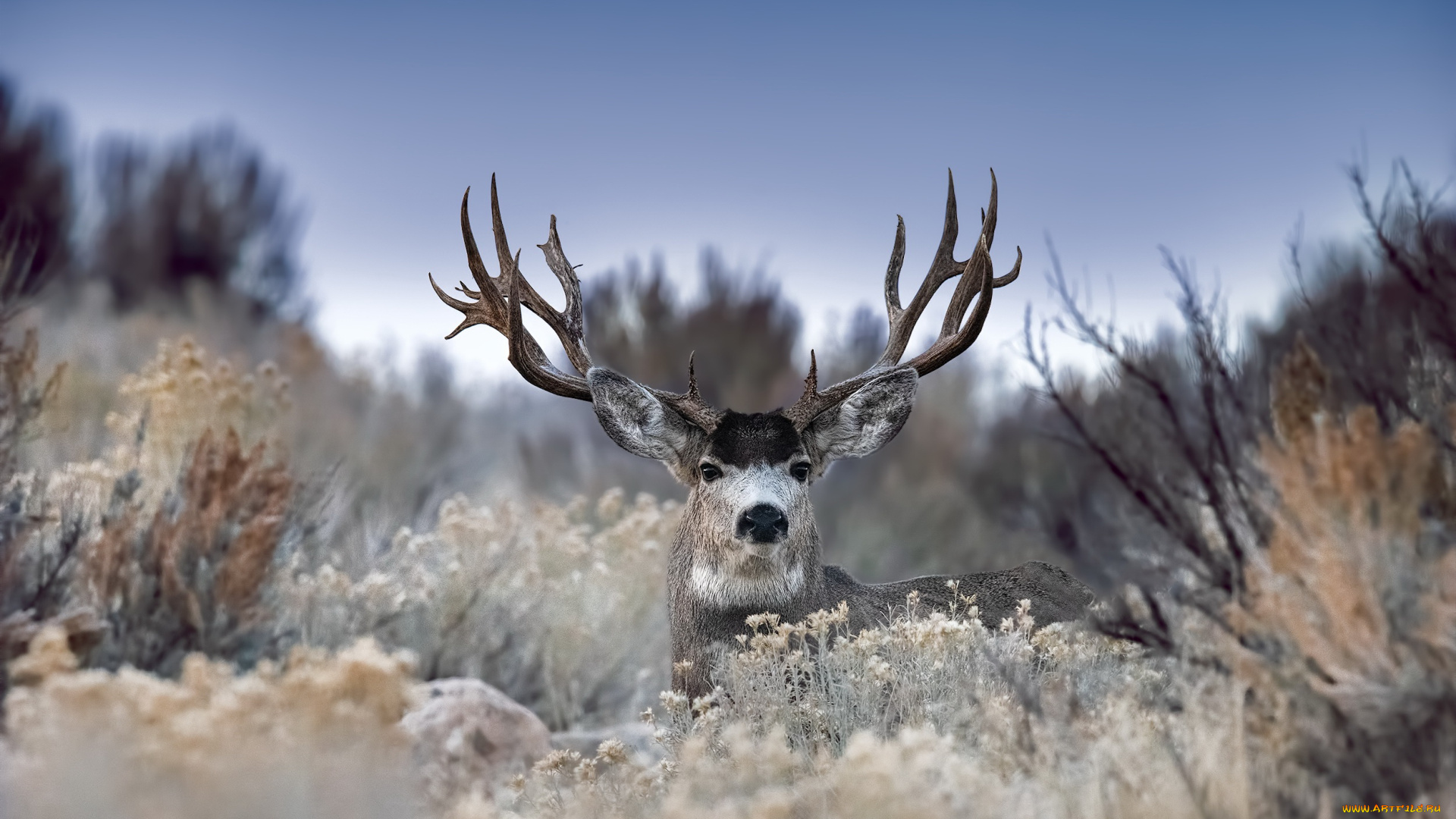 животные, олени, олень, природа, осень