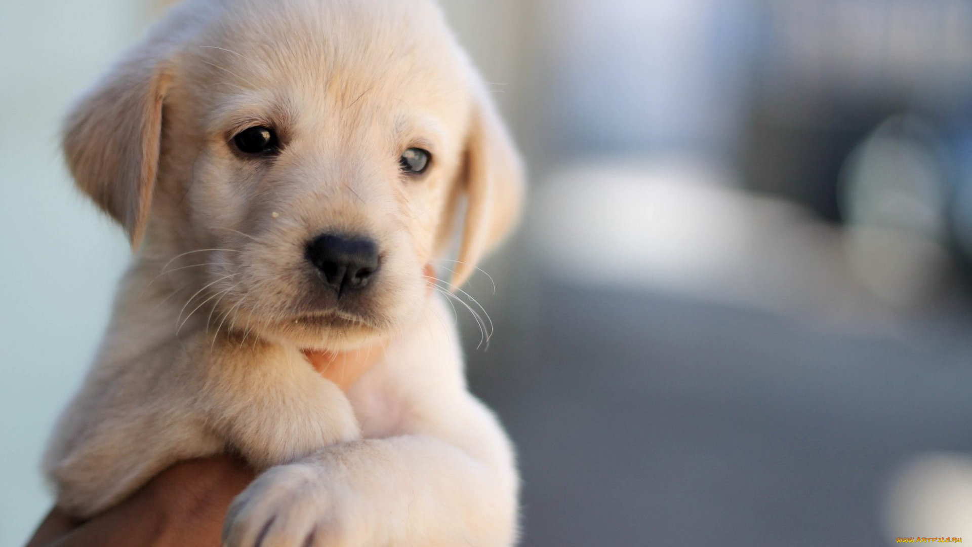 животные, собаки, щенок