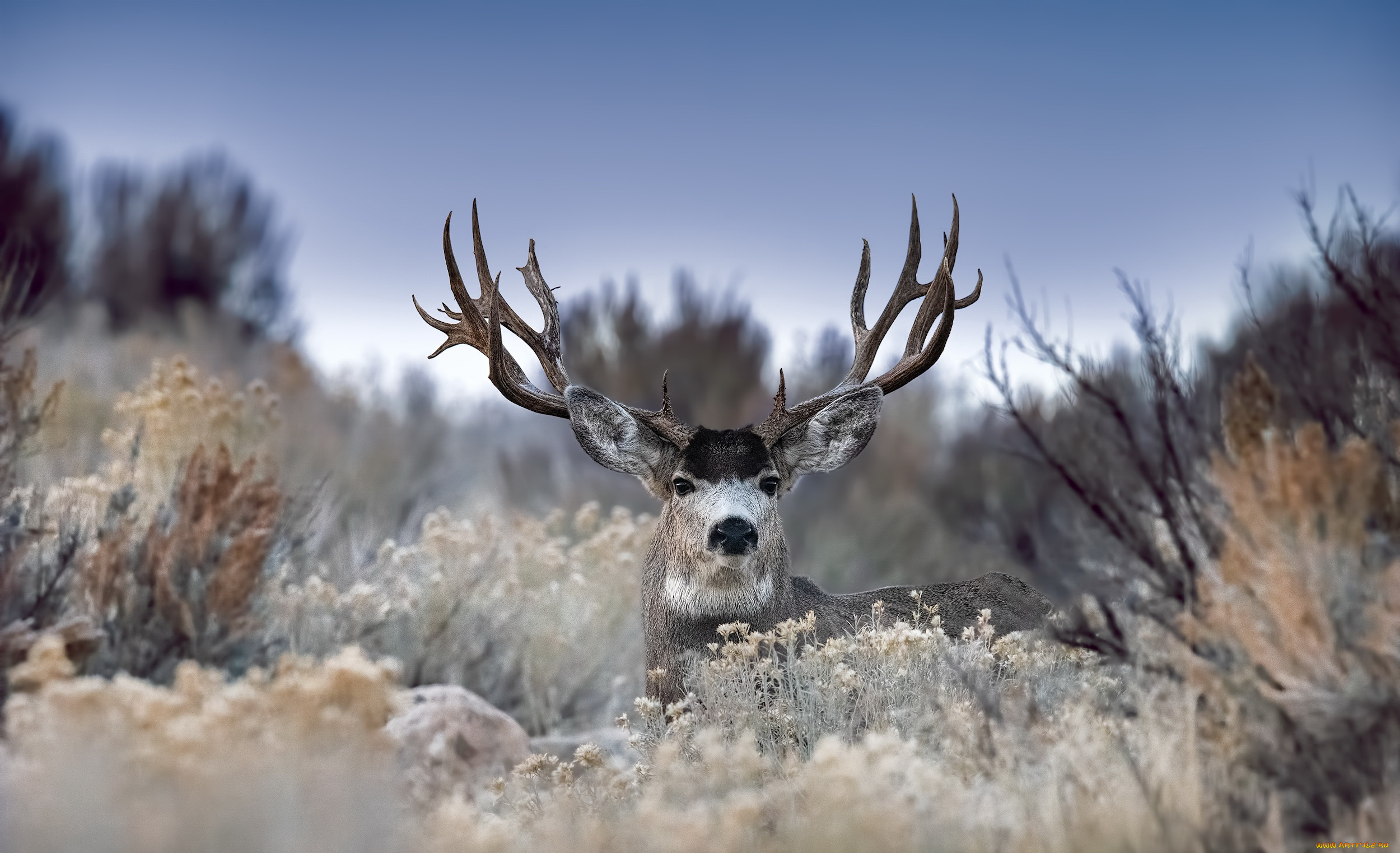 животные, олени, олень, природа, осень