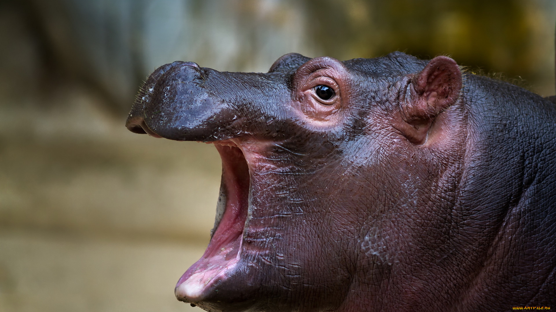 бегемот, животные, бегемоты, hippopotamus, млекопитающие, китопарнокопытные, бегемотовые, клыки, пасть, вода