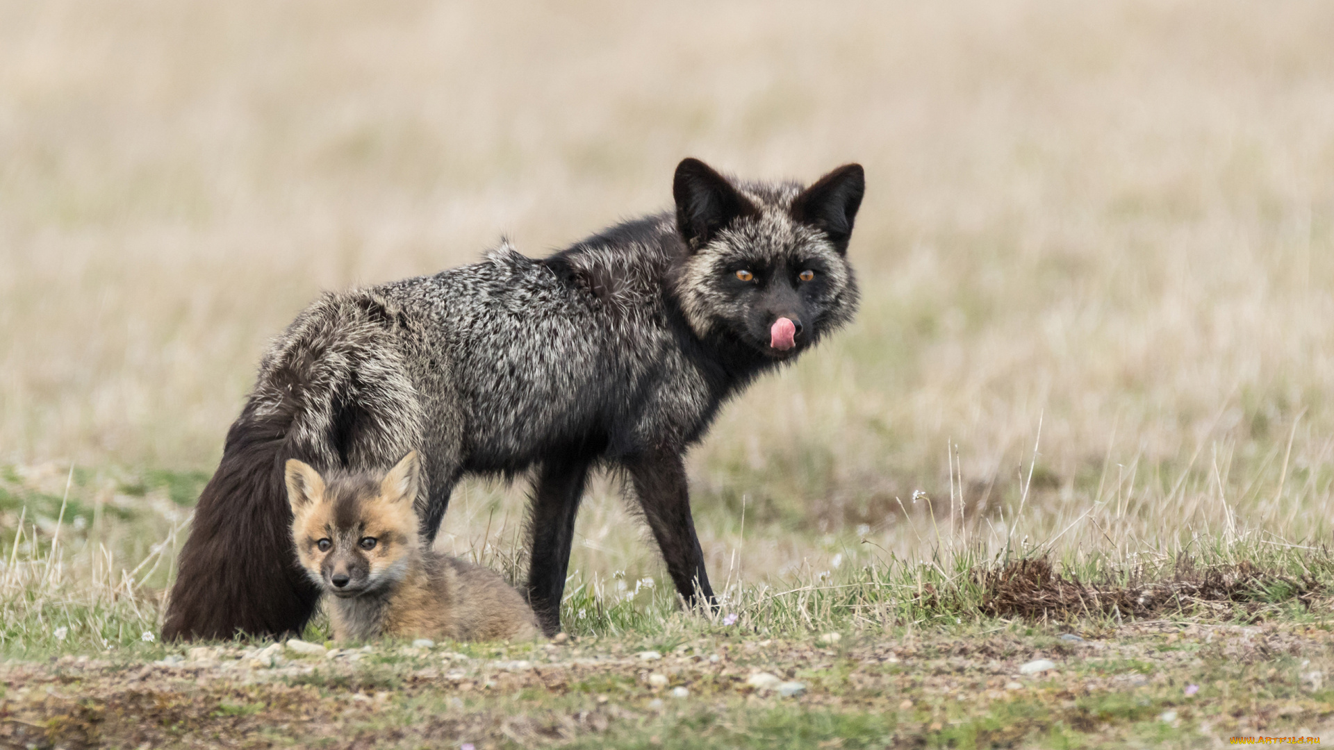 чернобурая, лисица, животные, лисы, чернобурая, лисица, black, fox, чернобурка, псовые, лисицы, млекопитающие, мех, пушнина, чёрная, лиса, хищник