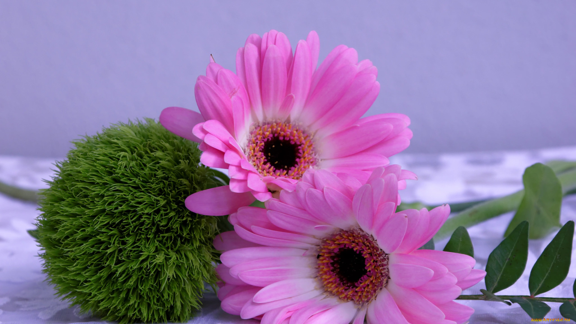 цветы, герберы, гербера