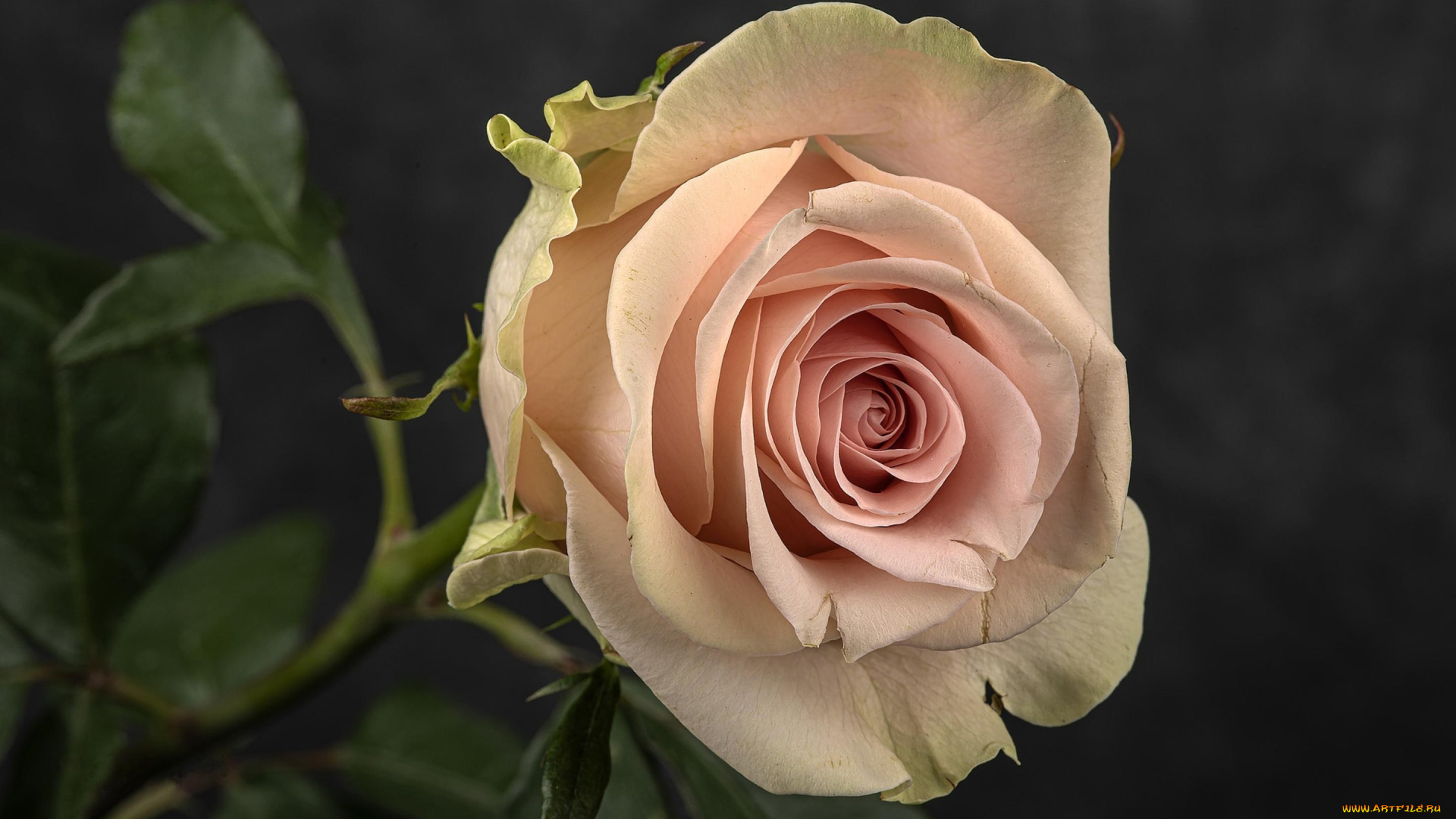 цветы, розы, макро