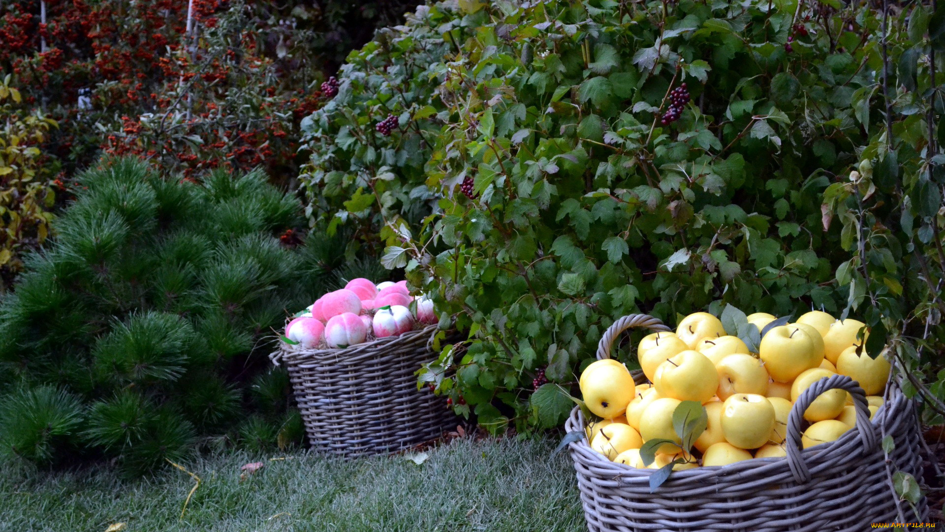 еда, яблоки