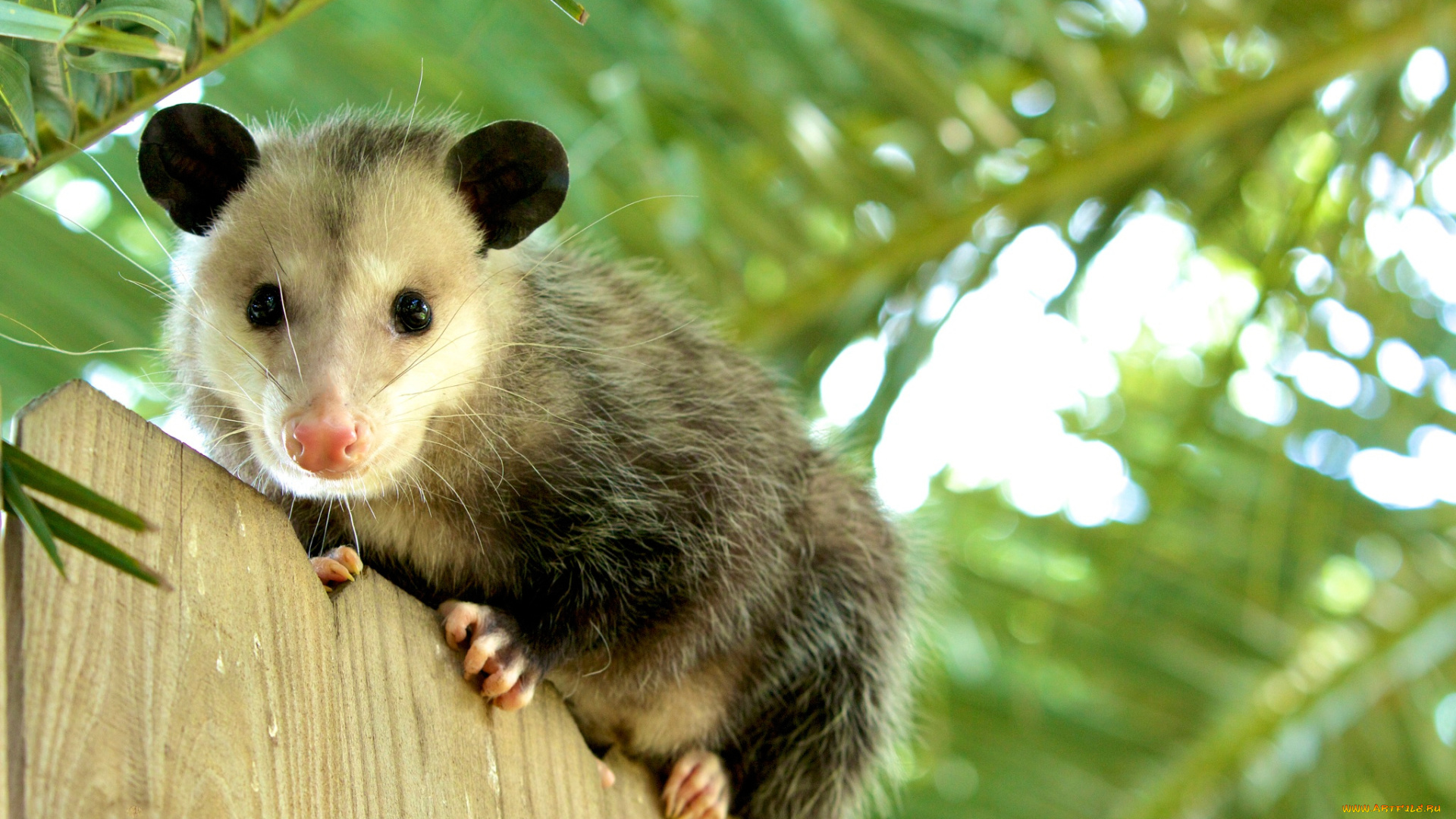 opossum, животные, опоссумы, опоссум, опоссумовые, зверёк, мех, хвостик, мордочка, млекопитающие