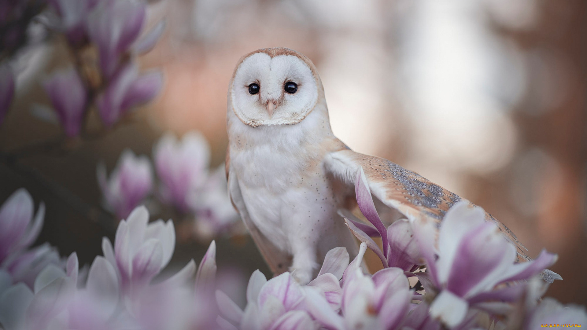 золотистая, сипуха, животные, совы, золотистая, сипуха, сипухи, сипуховые, птица, хищник, совообразные, перья, клюв, когти