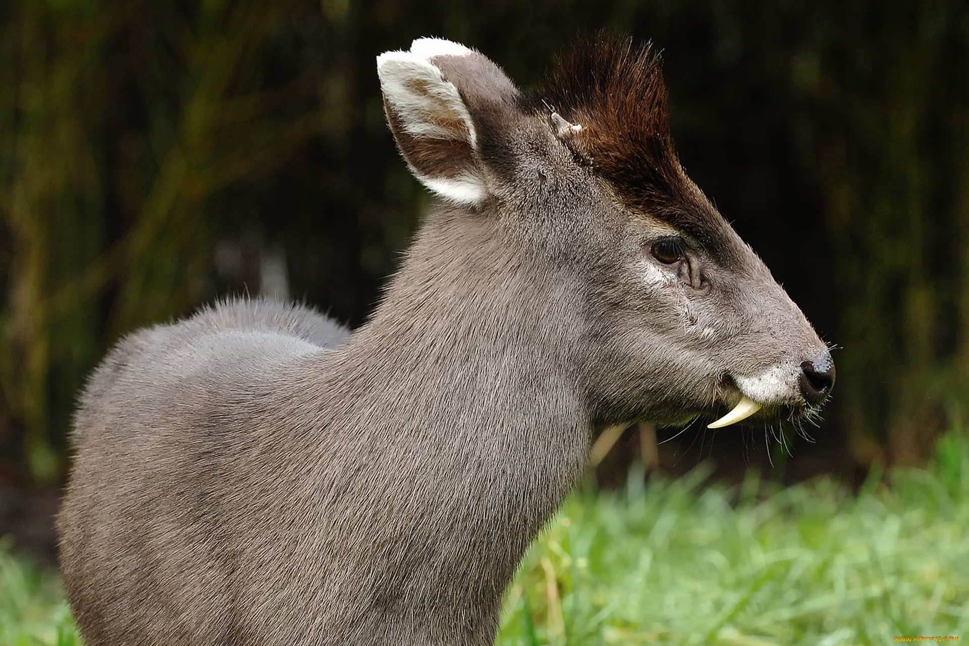 кабарга, животные, -, другое, musk, deer, кабарги, кабарговые, китопарнокопытные, млекопитающие, клыки