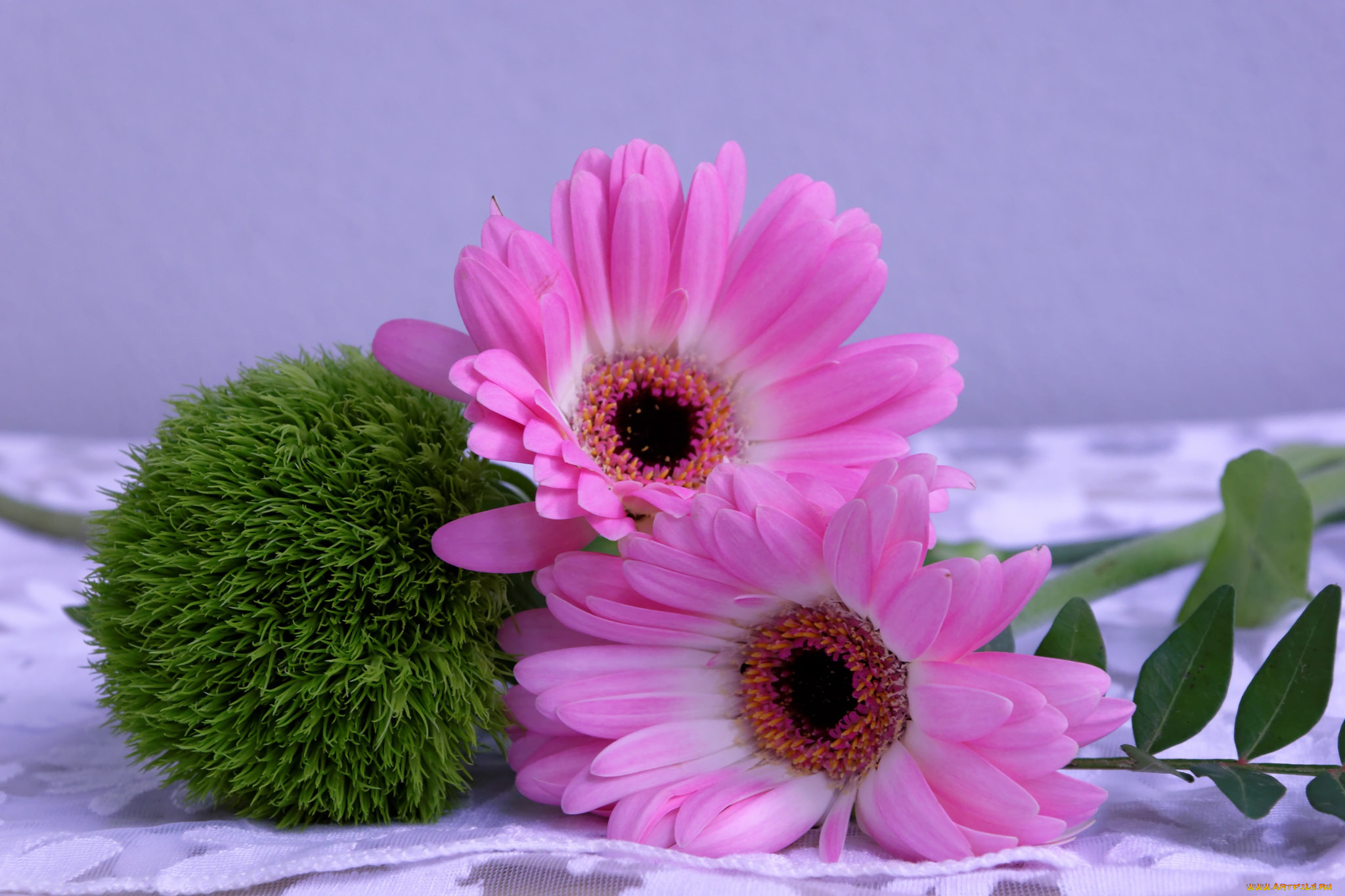 цветы, герберы, гербера