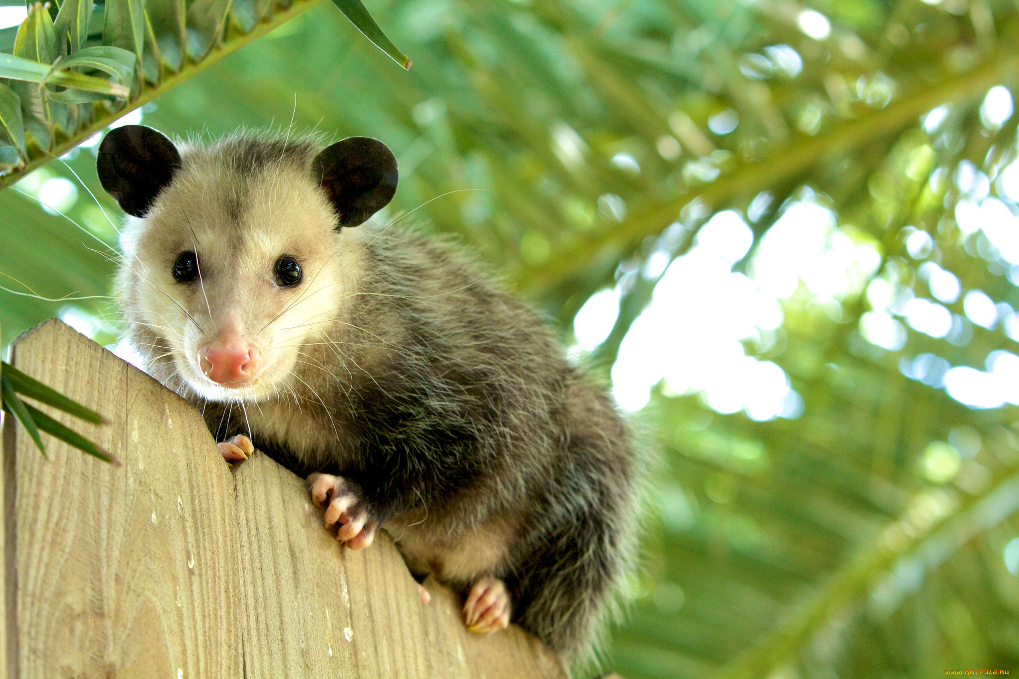 opossum, животные, опоссумы, опоссум, опоссумовые, зверёк, мех, хвостик, мордочка, млекопитающие