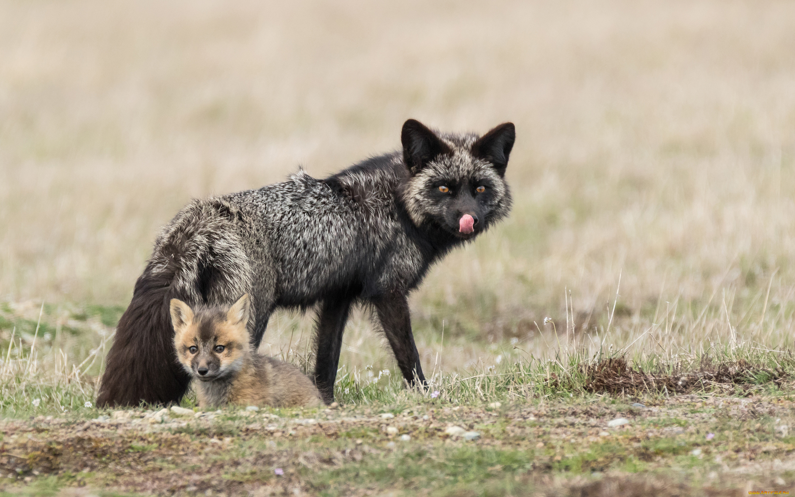 чернобурая, лисица, животные, лисы, чернобурая, лисица, black, fox, чернобурка, псовые, лисицы, млекопитающие, мех, пушнина, чёрная, лиса, хищник
