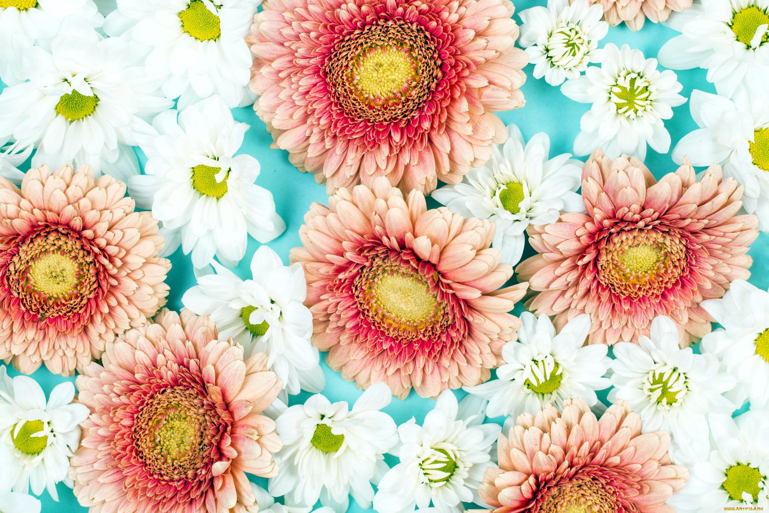 цветы, разные, вместе, герберы, хризантемы