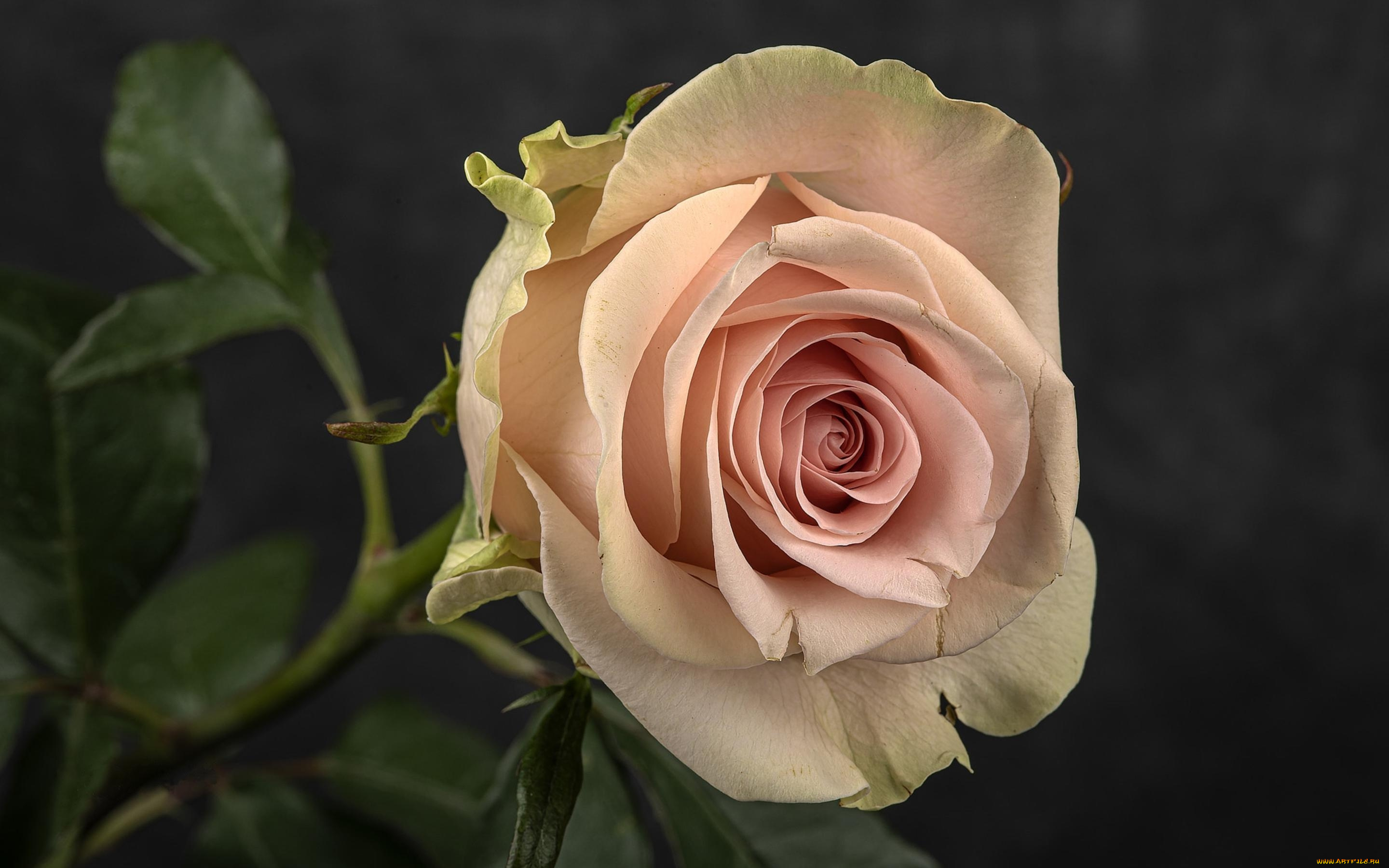 цветы, розы, макро