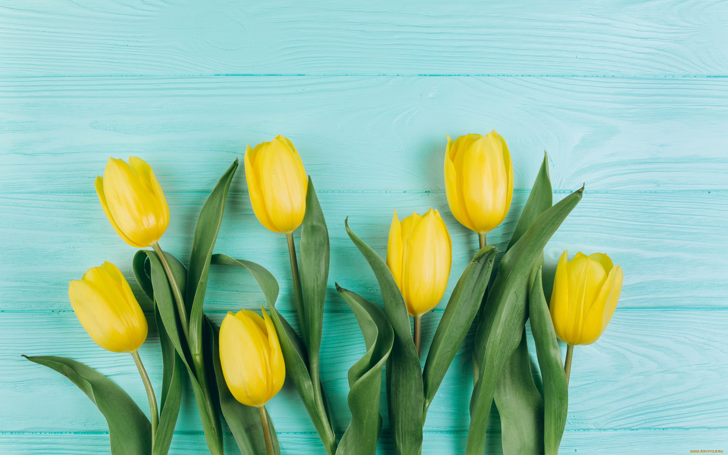 цветы, тюльпаны, желтые