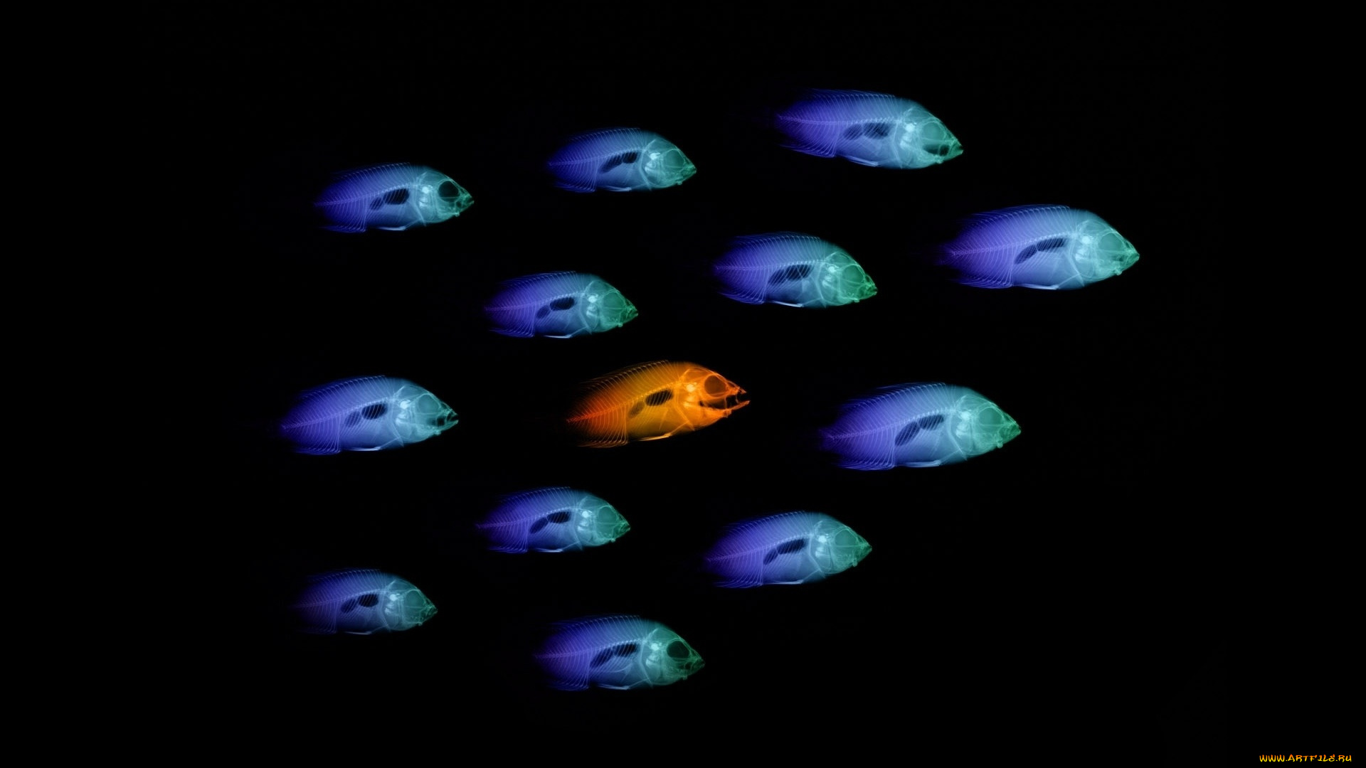 разное, кости, , рентген, рыбы, стая