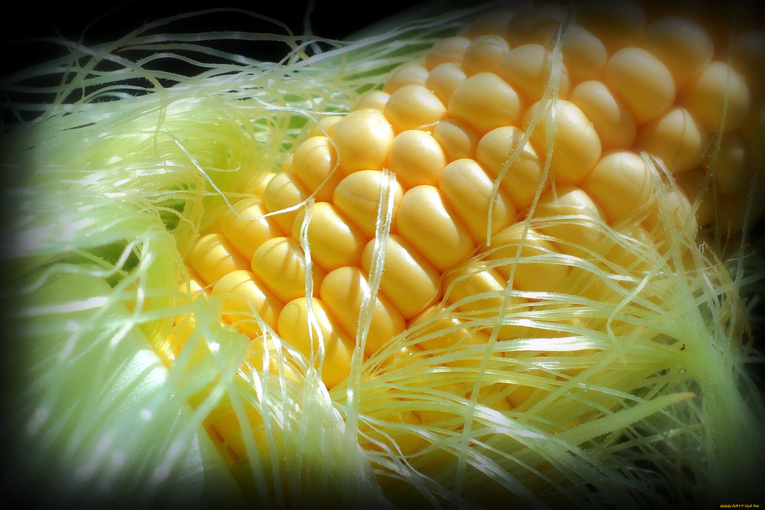 еда, кукуруза, початок, макро