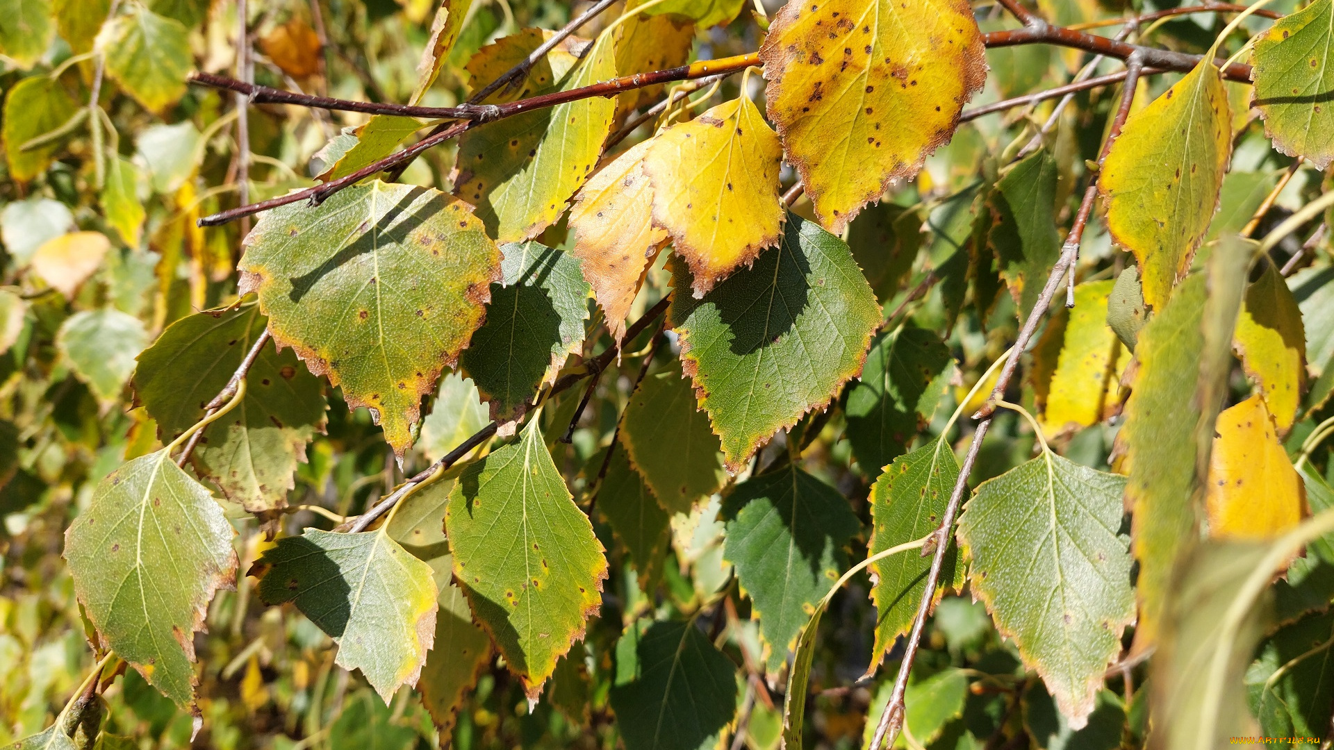 природа, листья, берёза