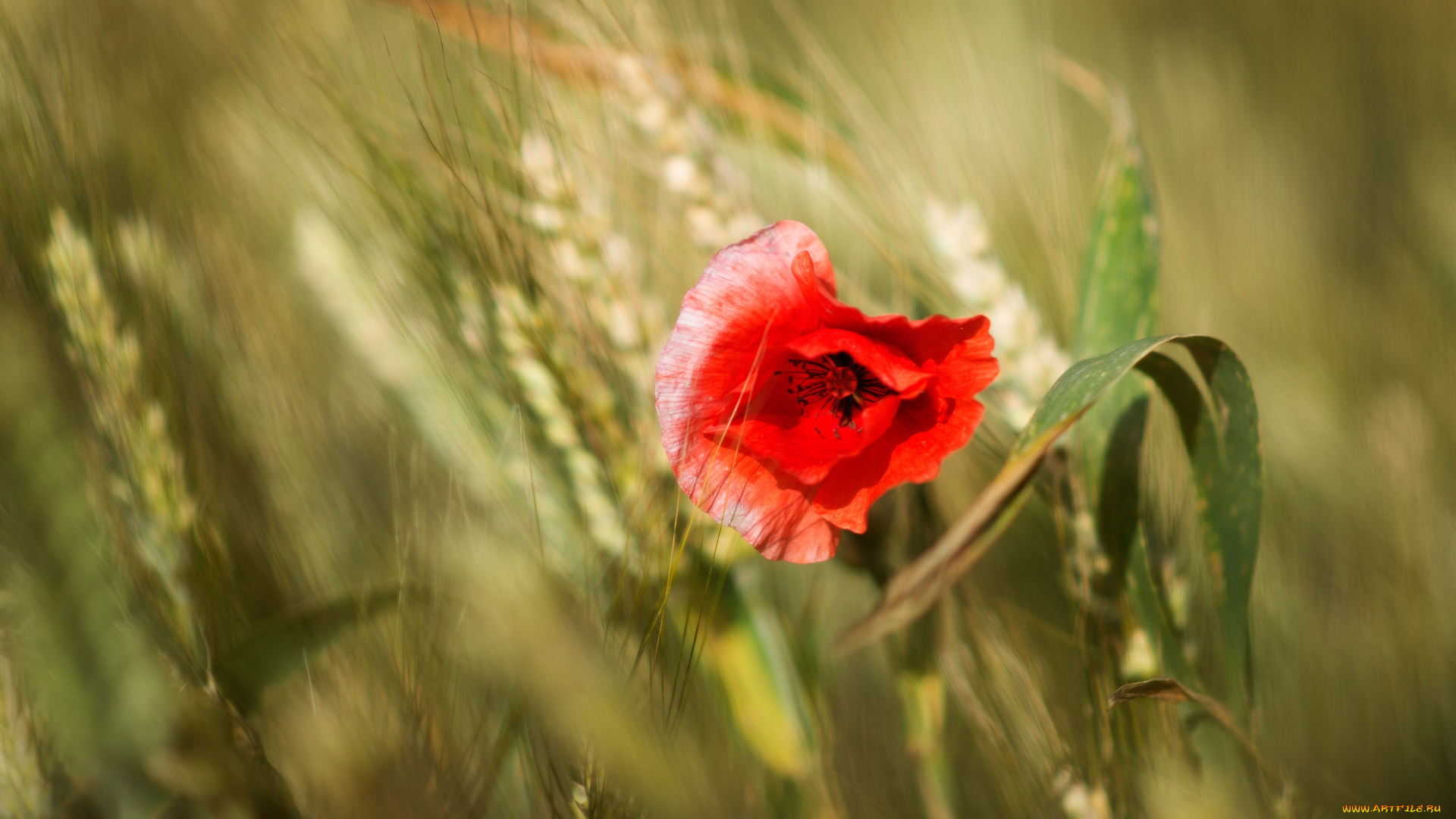 цветы, маки, мак