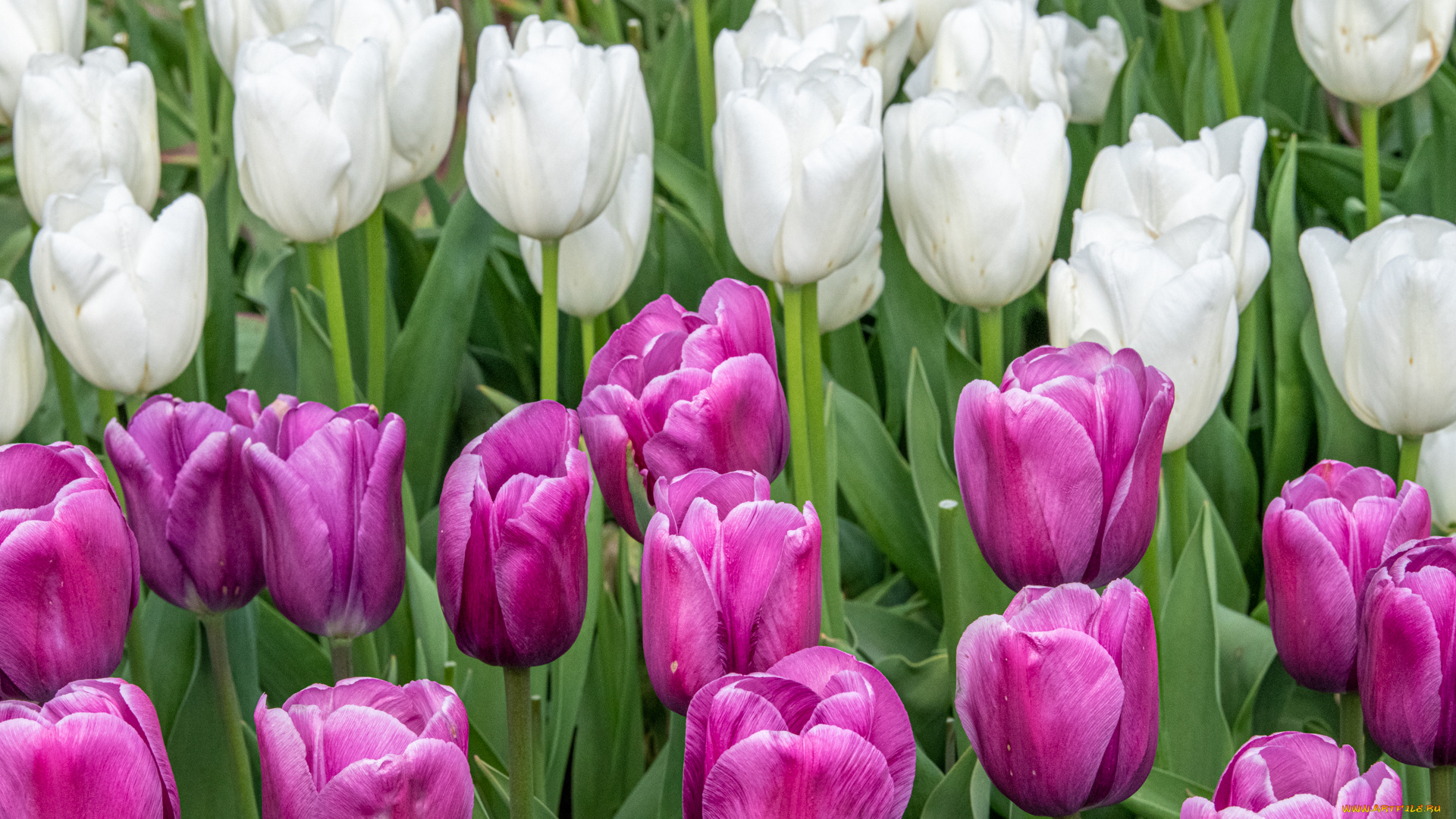 цветы, тюльпаны