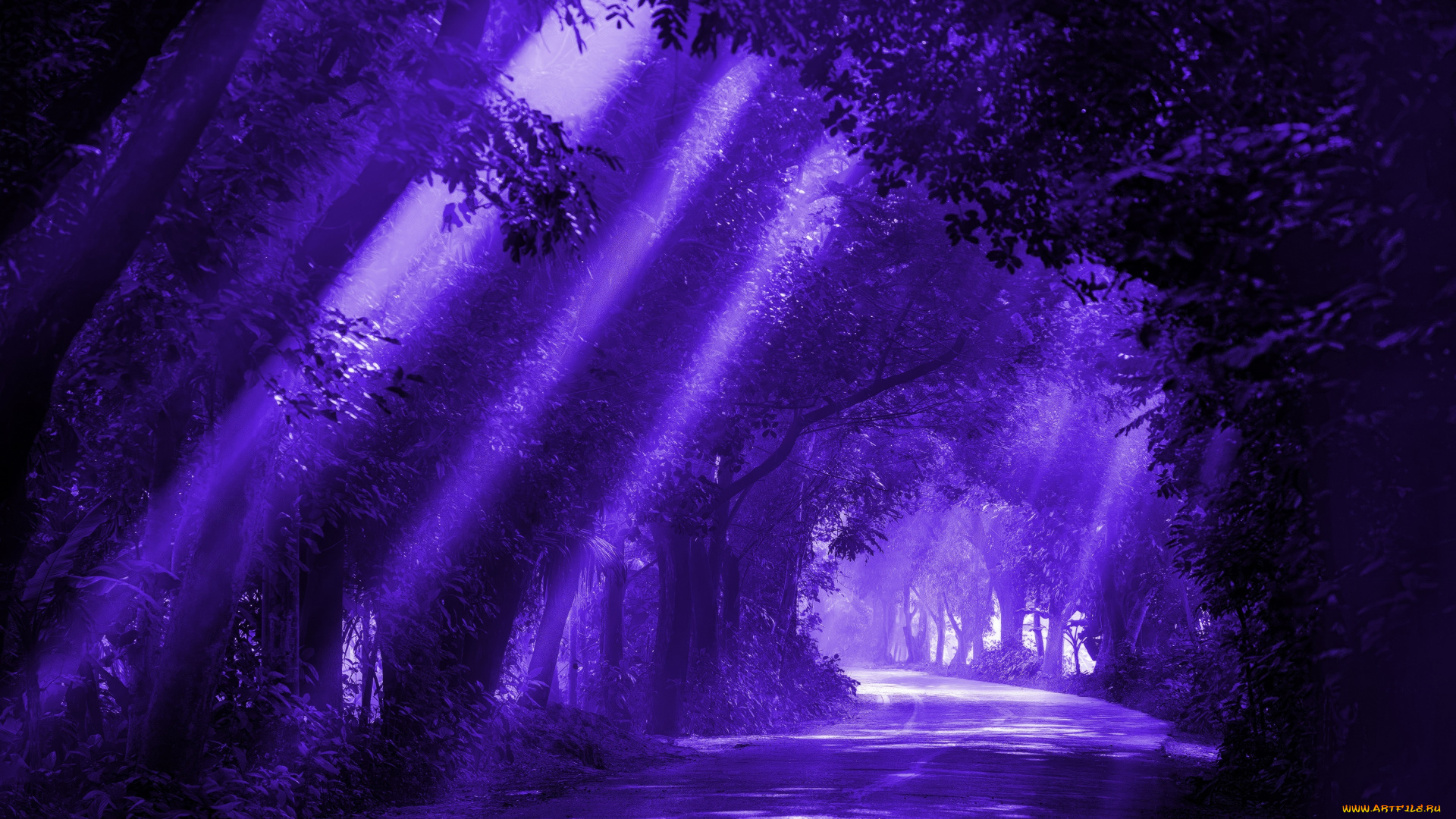 разное, компьютерный, дизайн, лес